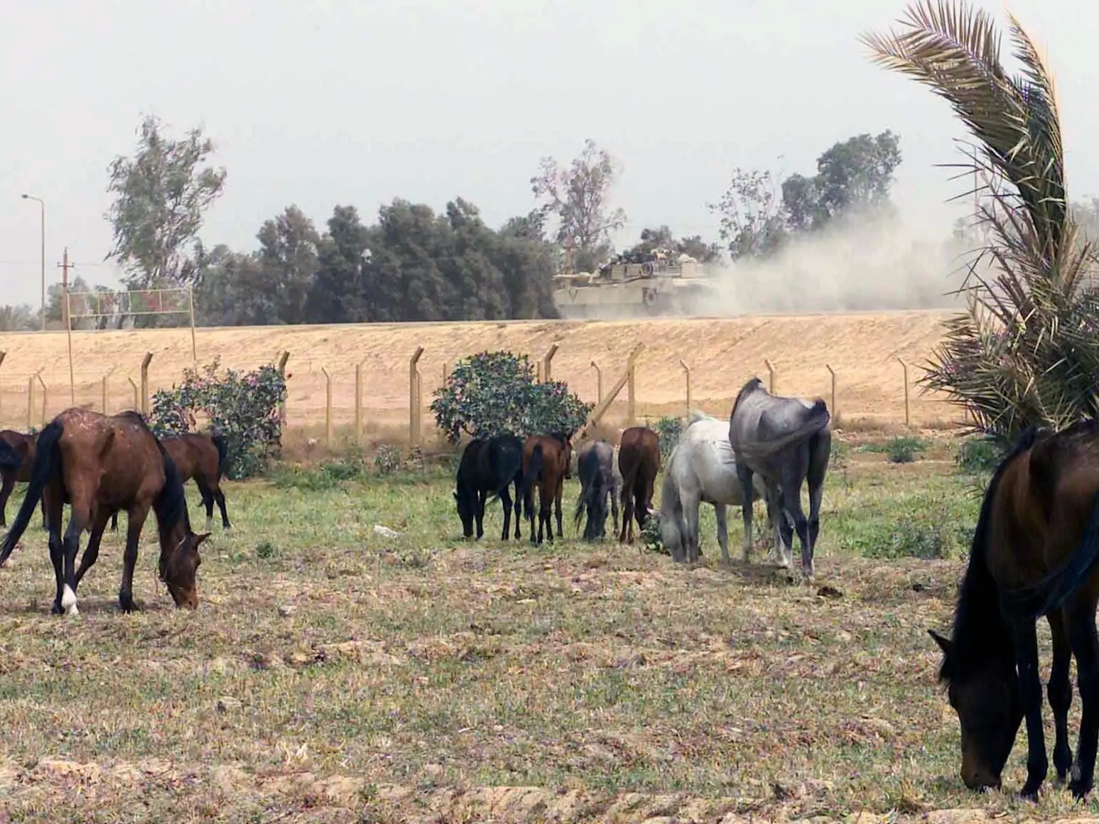 A herd of Al-Arabi horses in Baghdad