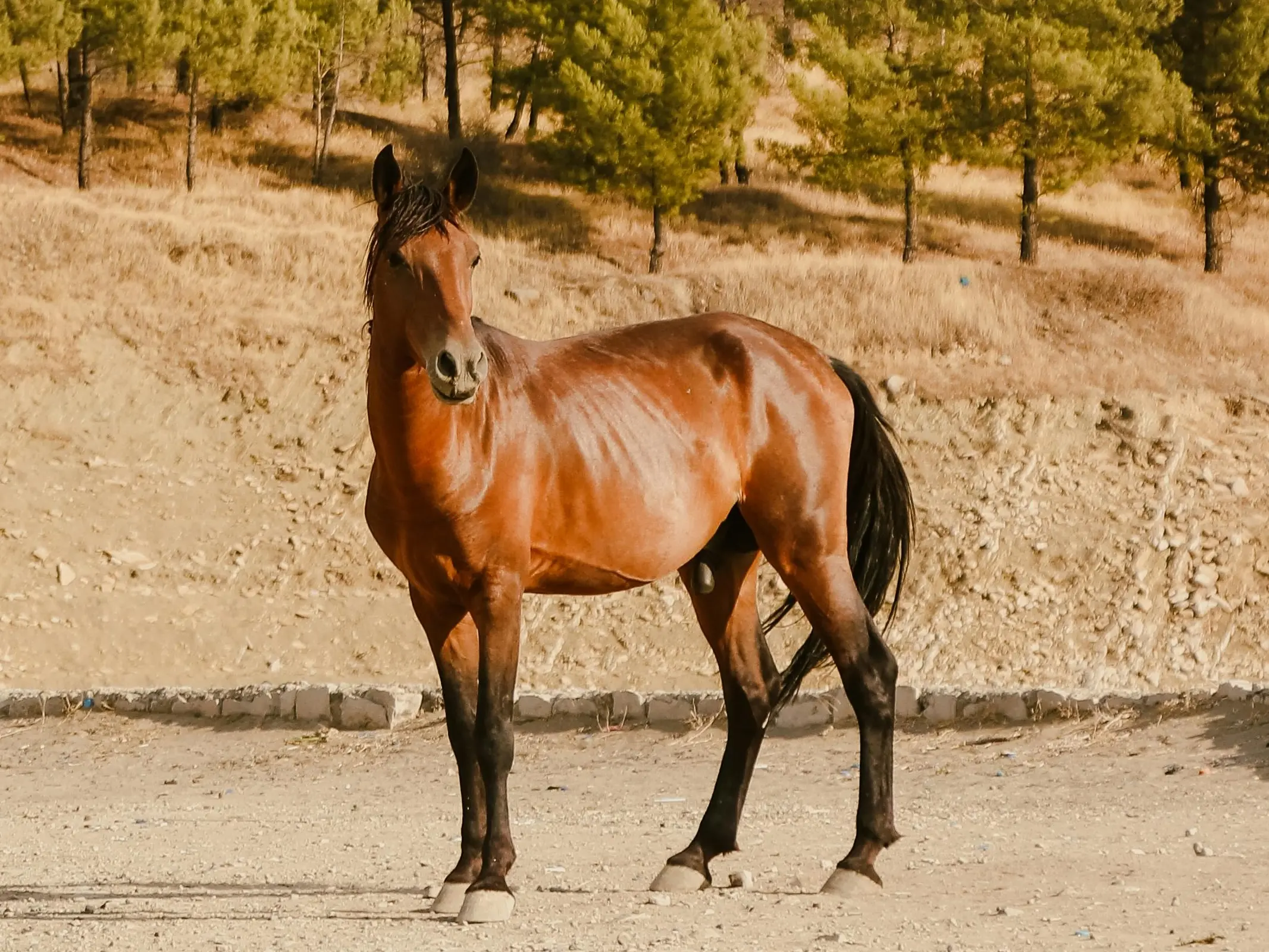 Bay Al-Arabi Horse in Iraq
