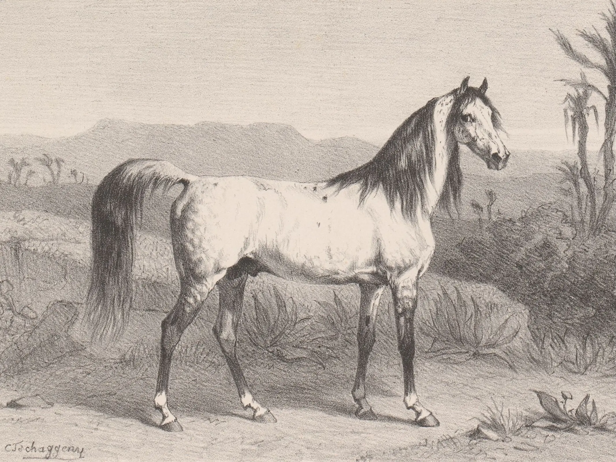 Al Jawf Arabian