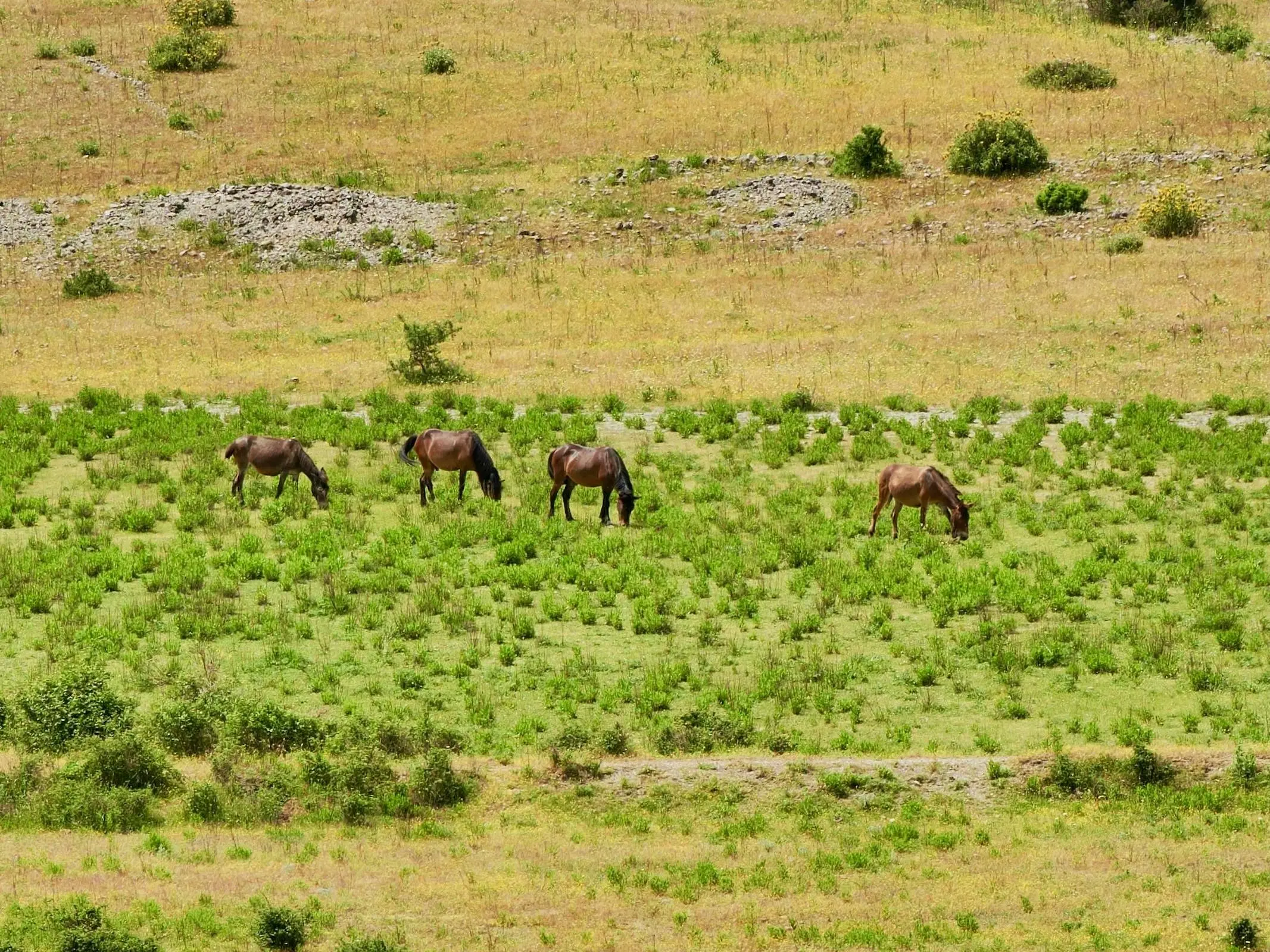 Albanian Horse