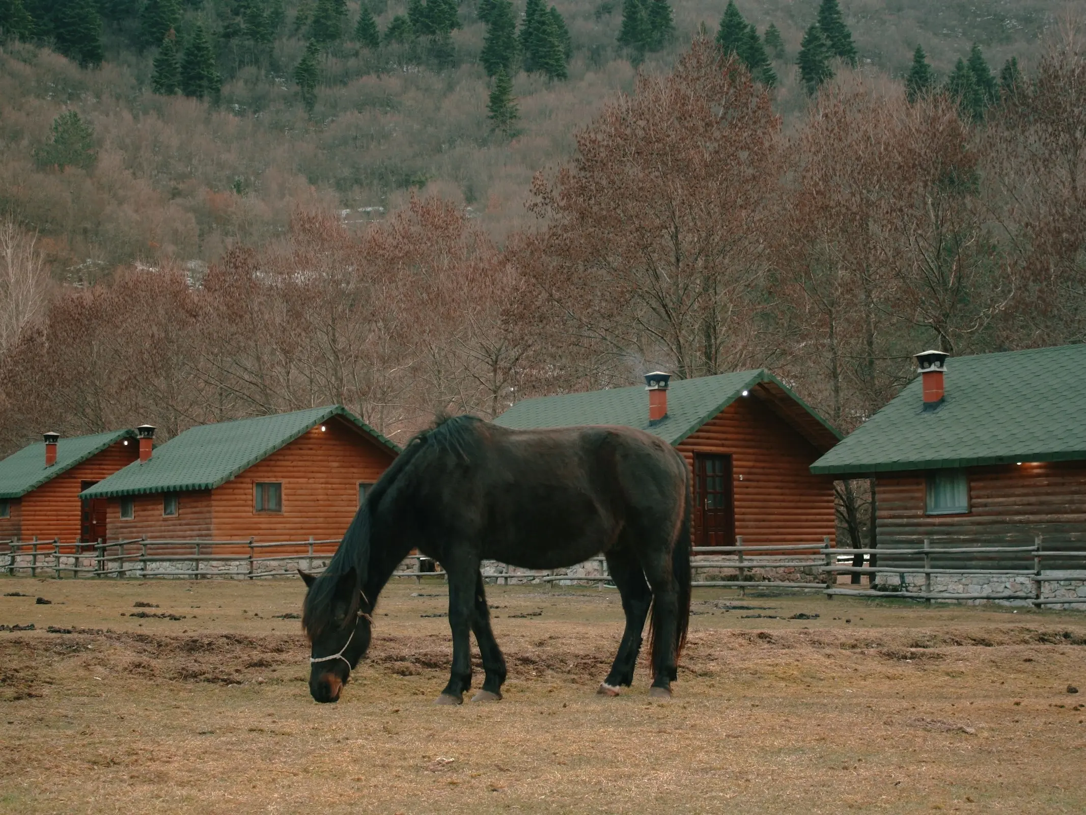 Albanian Horse