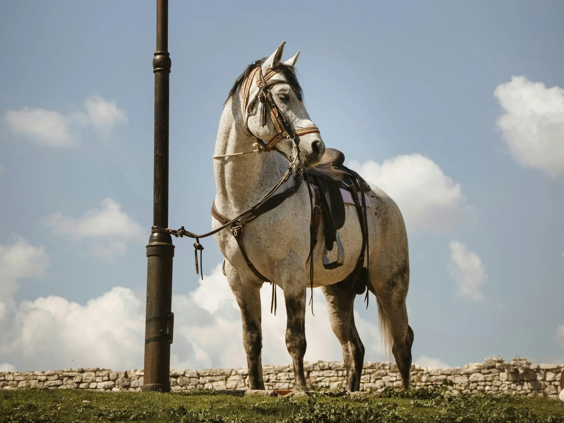 Albanian Horse