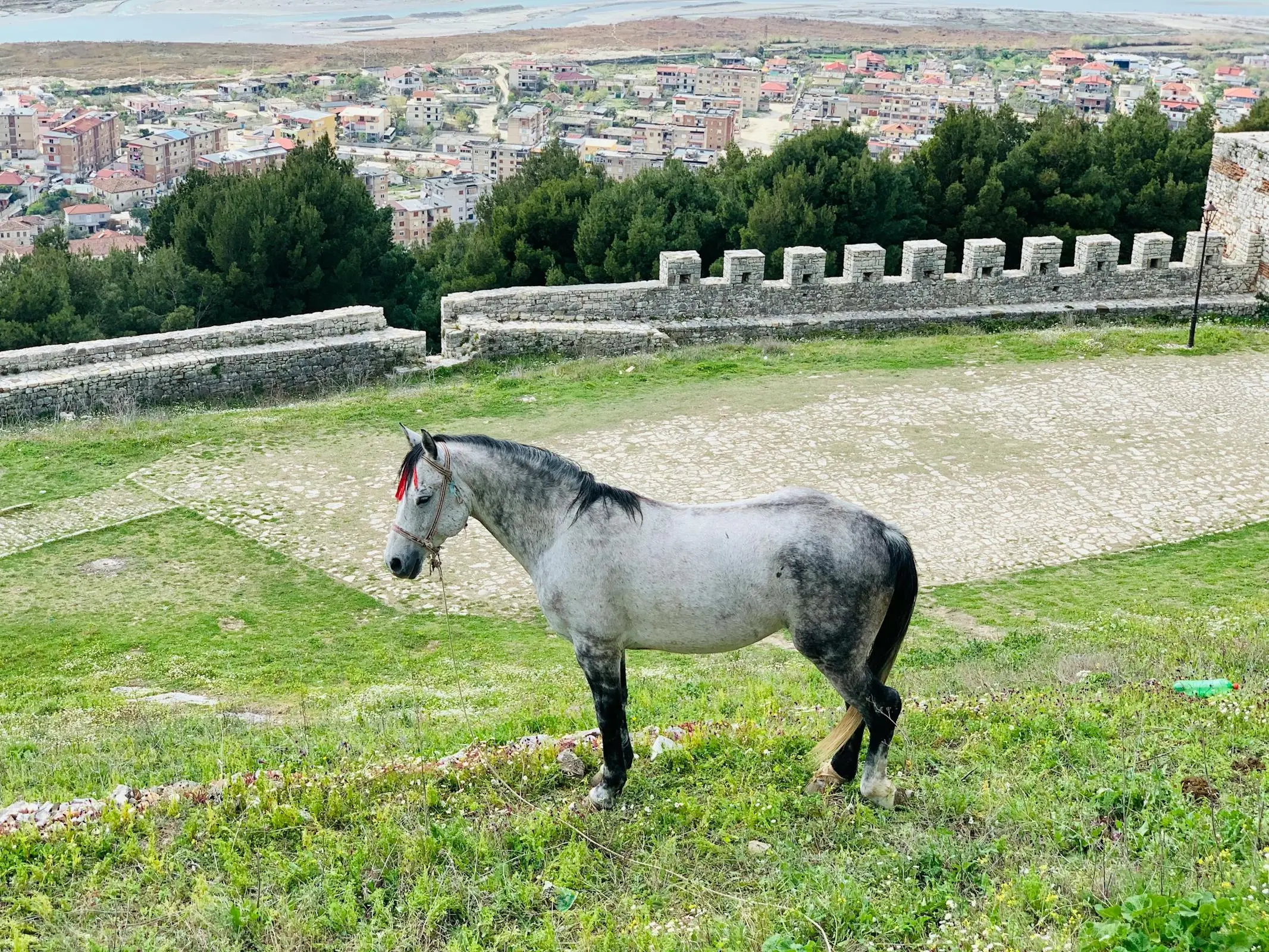 Grey Albanian horse standing on a hillside