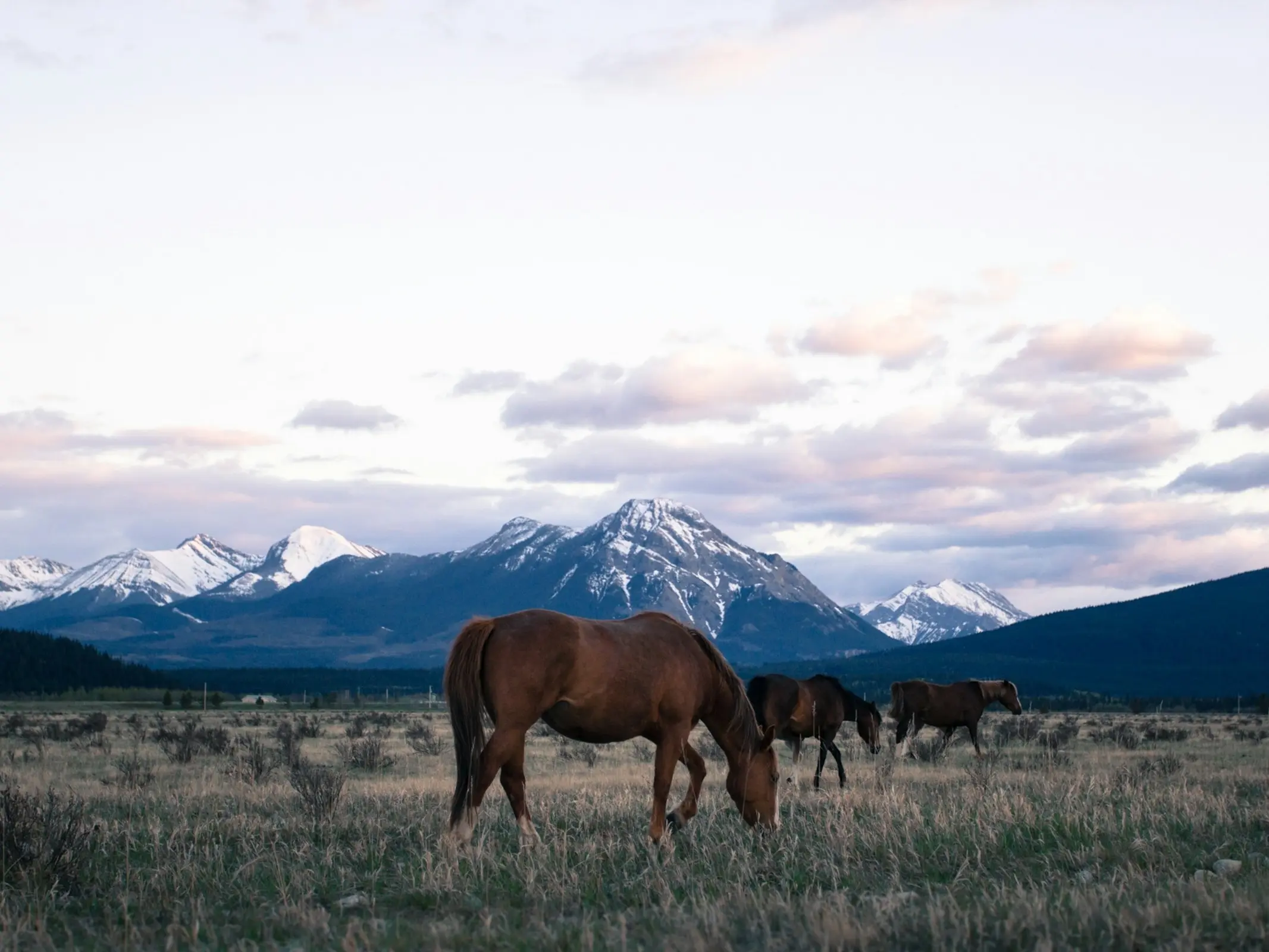 A small herd of horses in the mountains