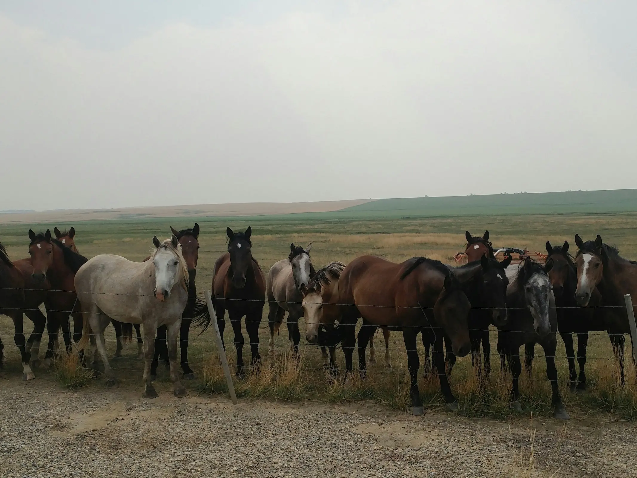 Alberta Wild Horse