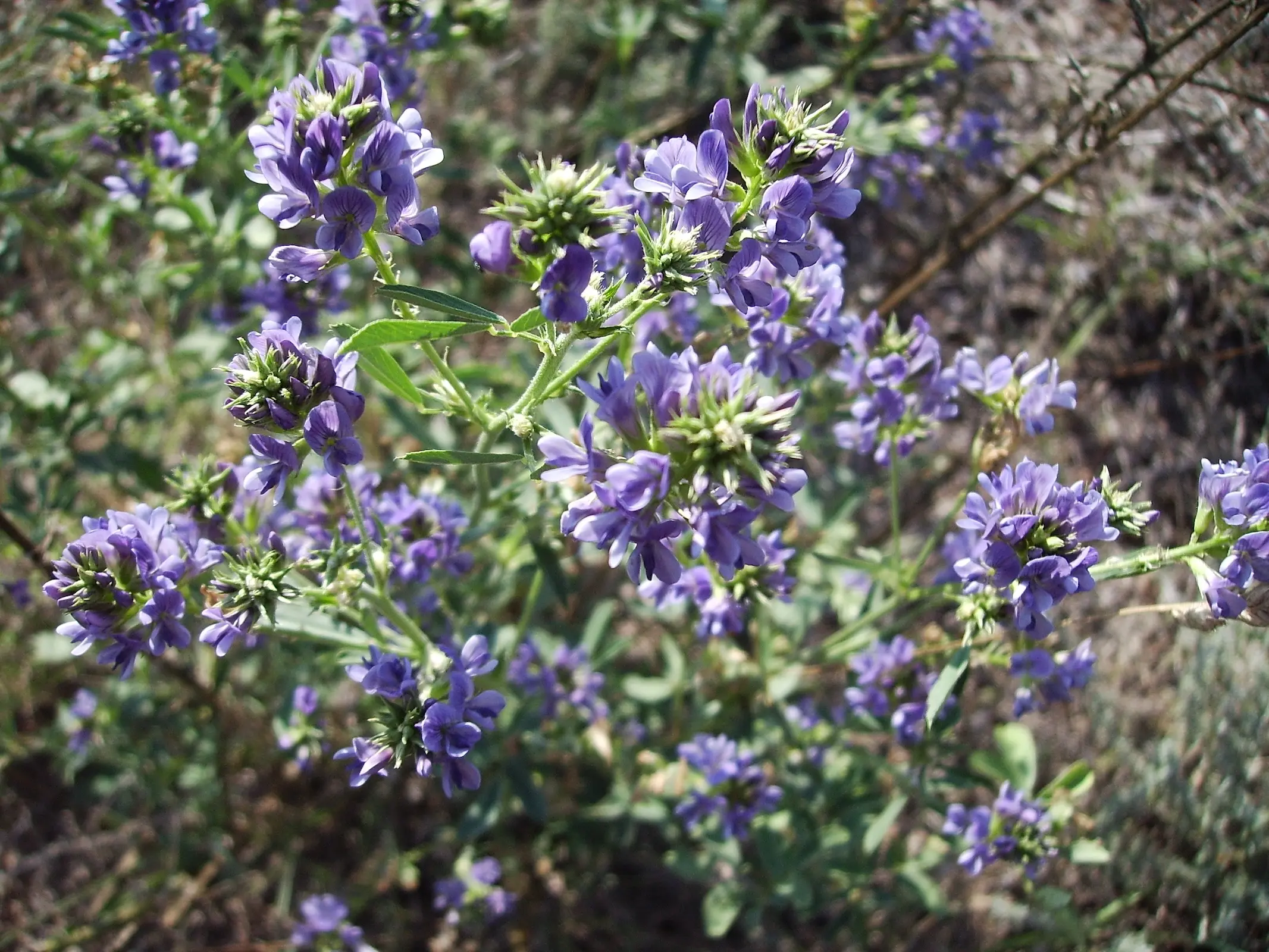 Alfalfa plant