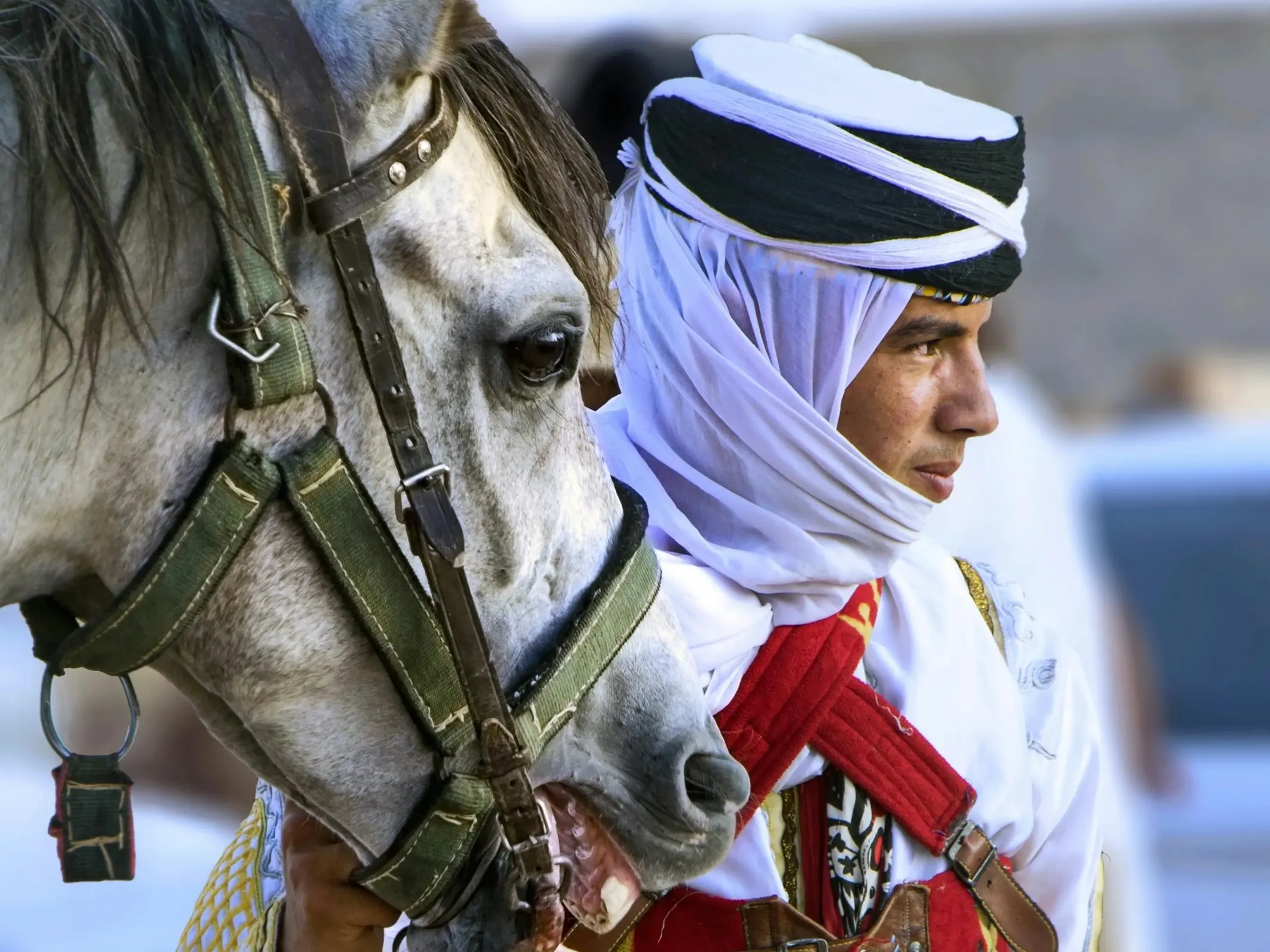 Horse and rider in Algeria