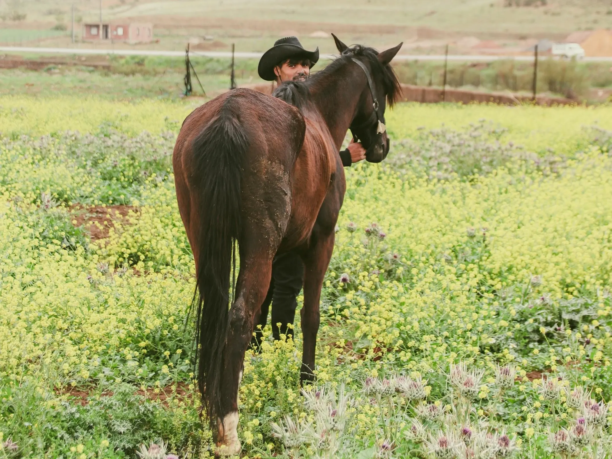 Horse and rider in Algeria