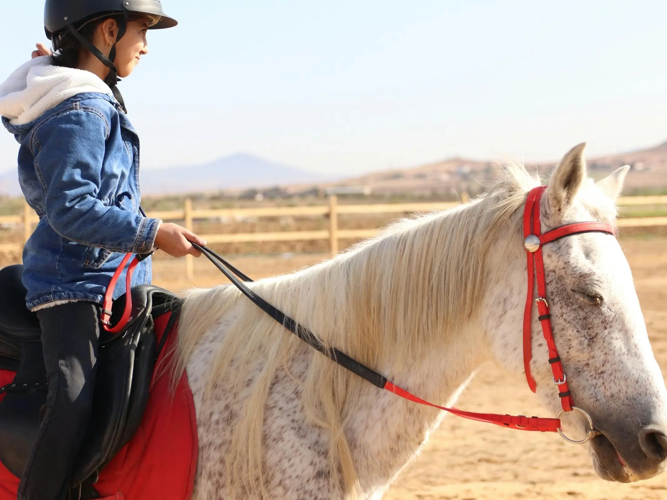 Horse and rider in Algeria