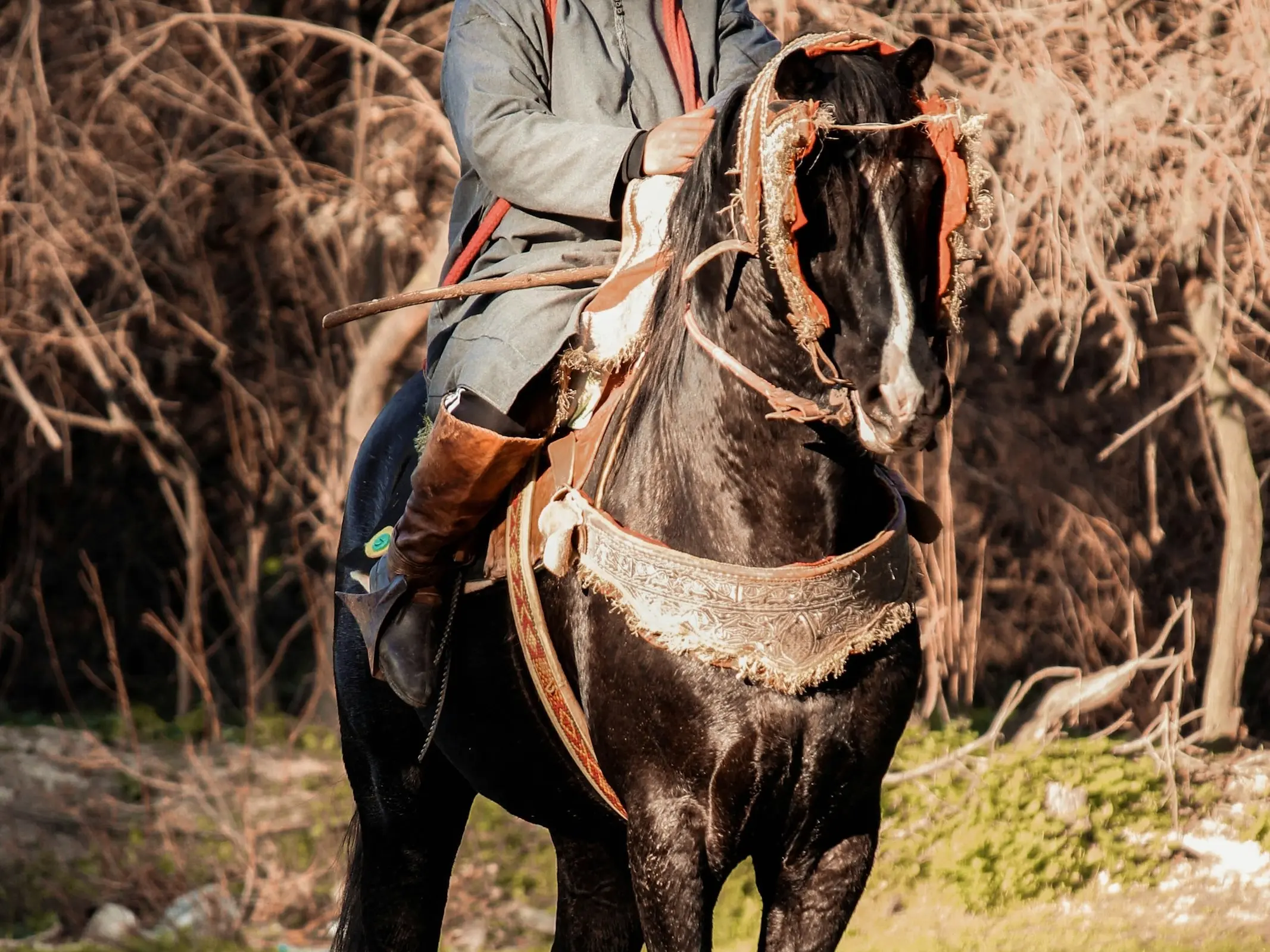 Algerian Arabian Barber Horse