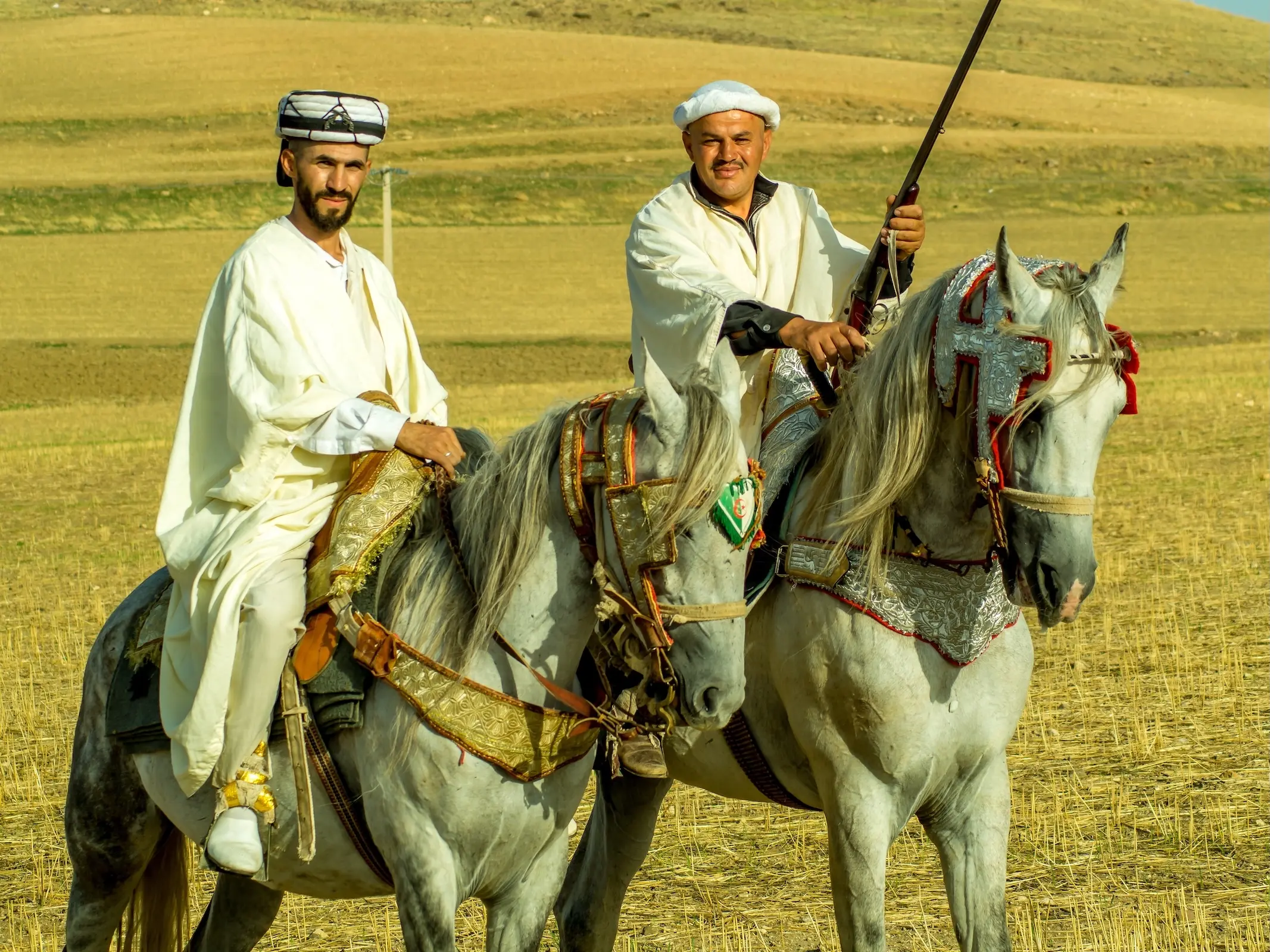Algerian Arabian Barber Horse