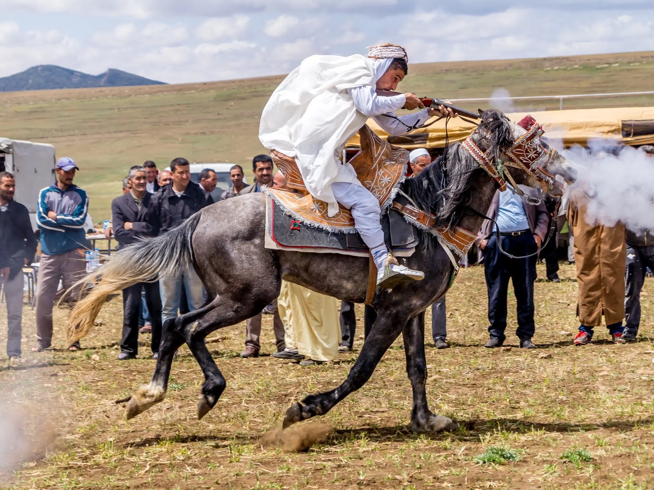 Algerian Arabian Barber Horse