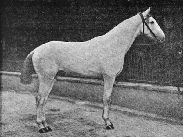 Algerian Arabian Barber Horse