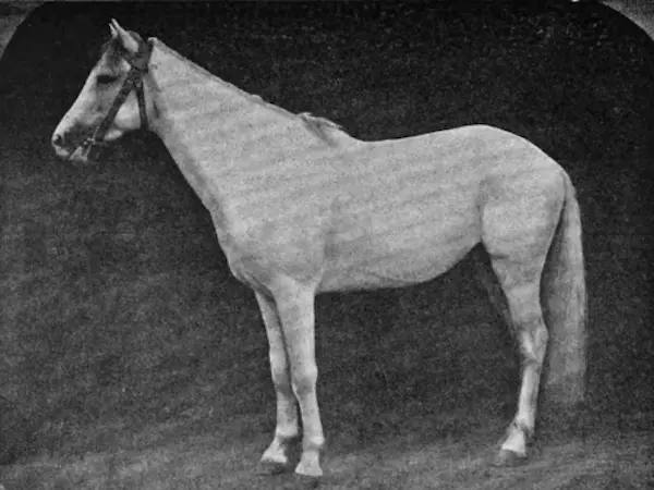 Algerian Arabian Barber Horse