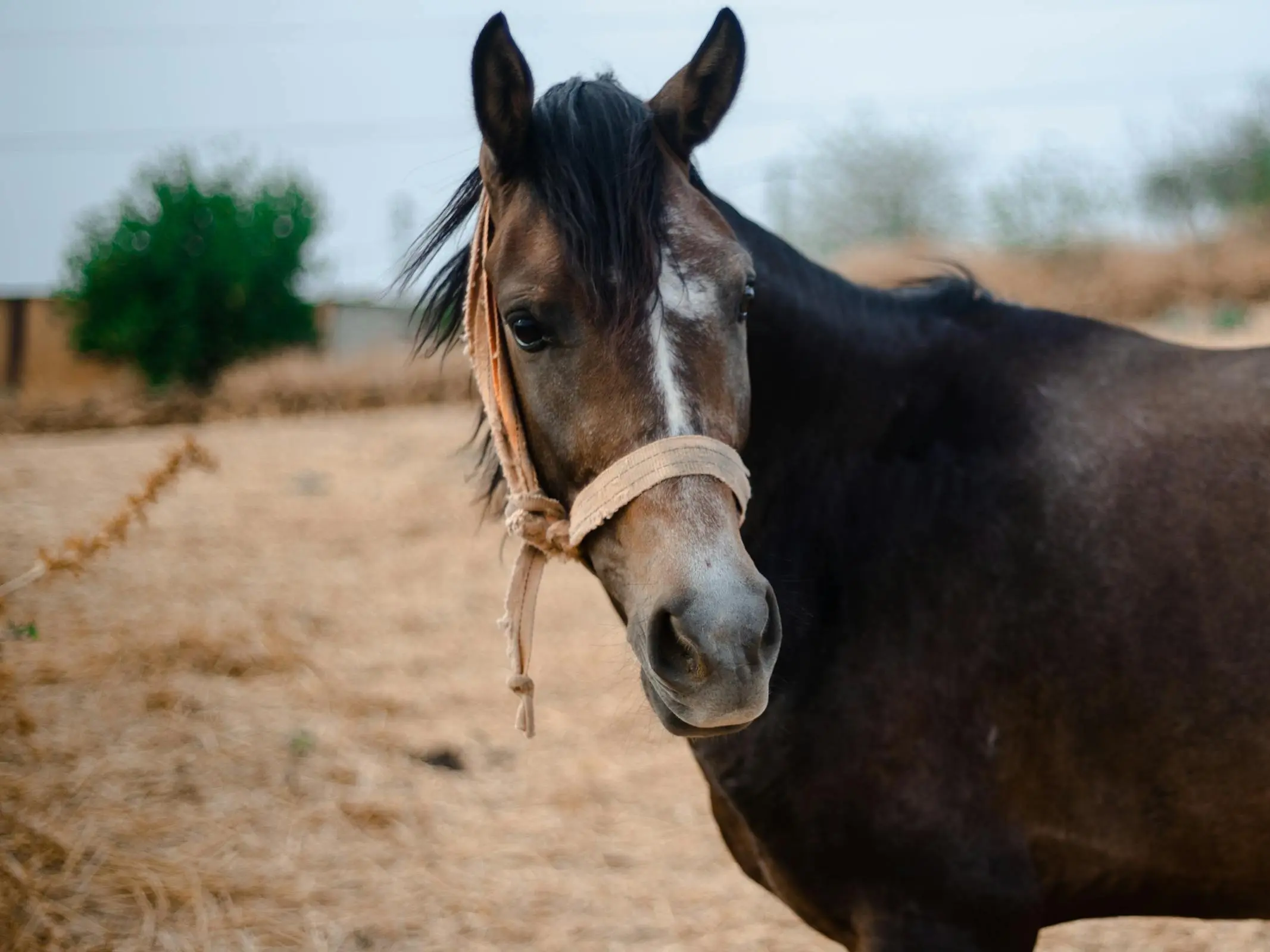 Algerian Arabian Barber Horse