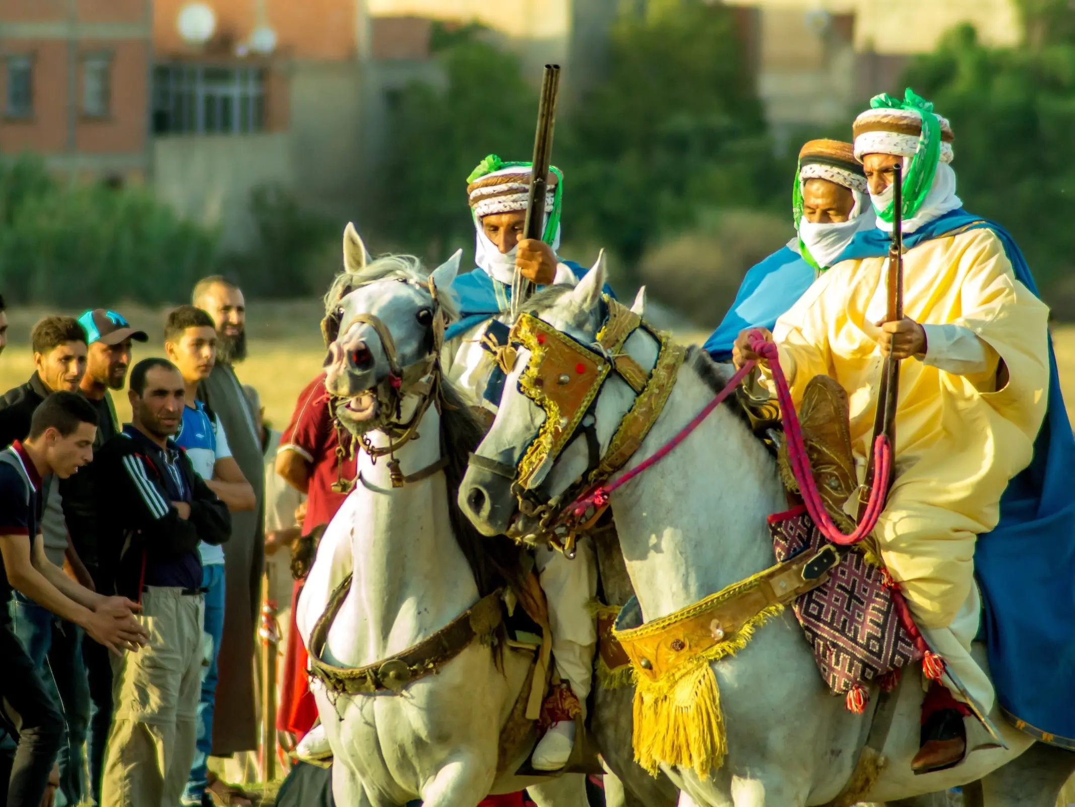 Algerian Arabian