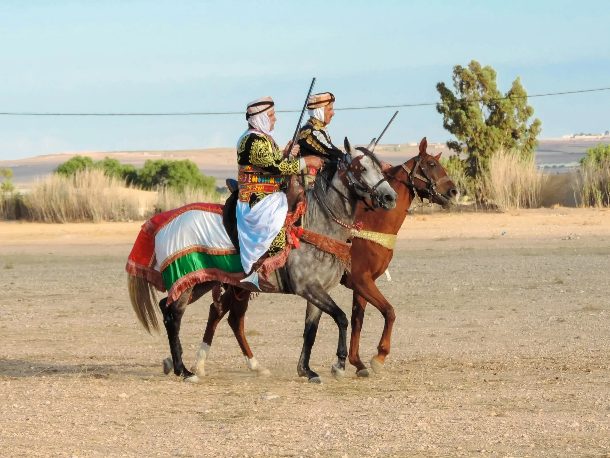 Algerian Arabian Horse