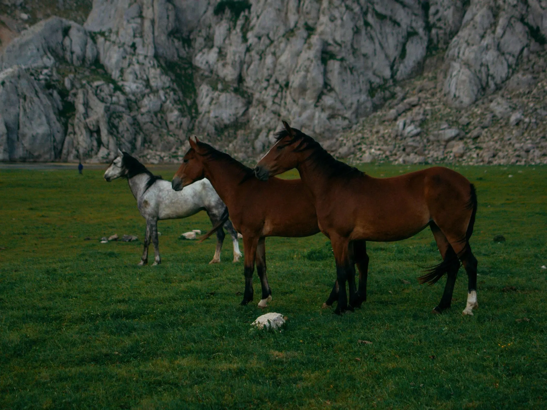 Algerian Barb Horse