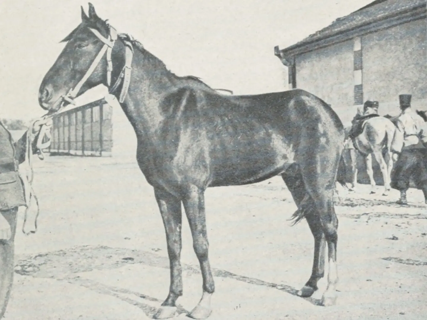 Algerian Barb Horse