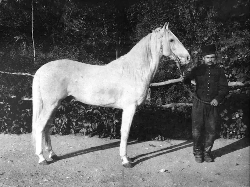 Algerian Barb Horse