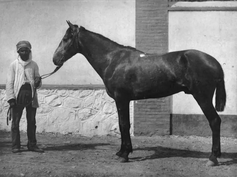 Algerian Barb Horse