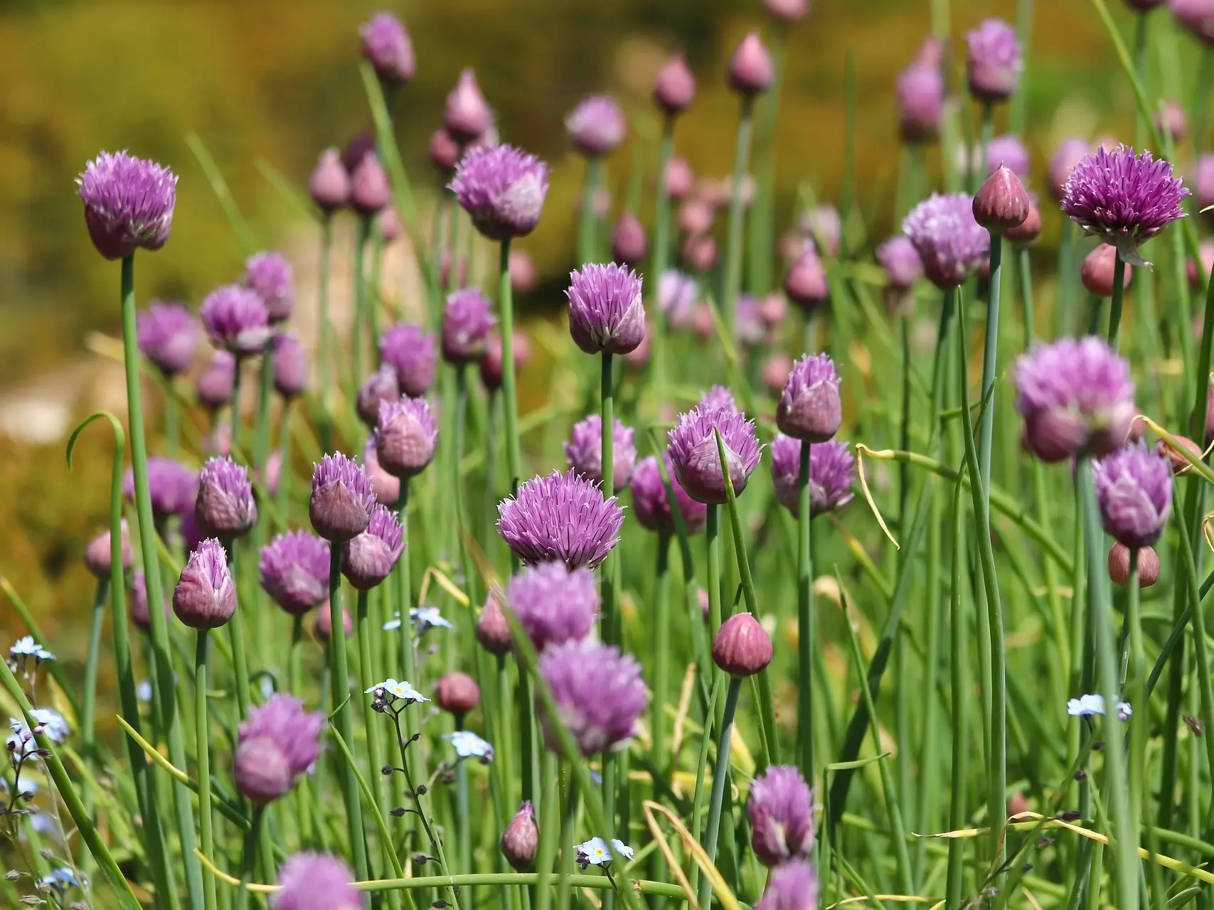 Chives