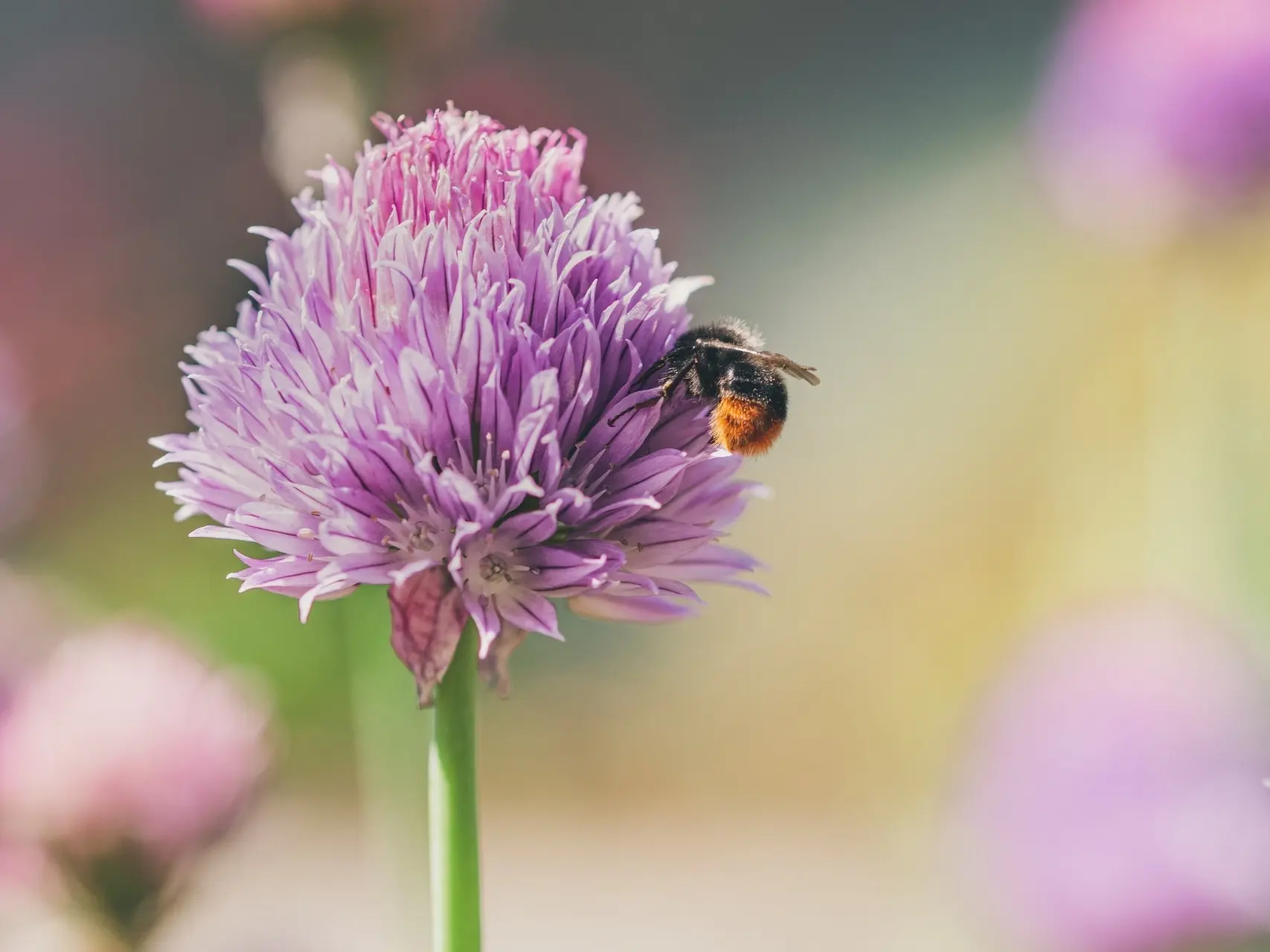 Chives