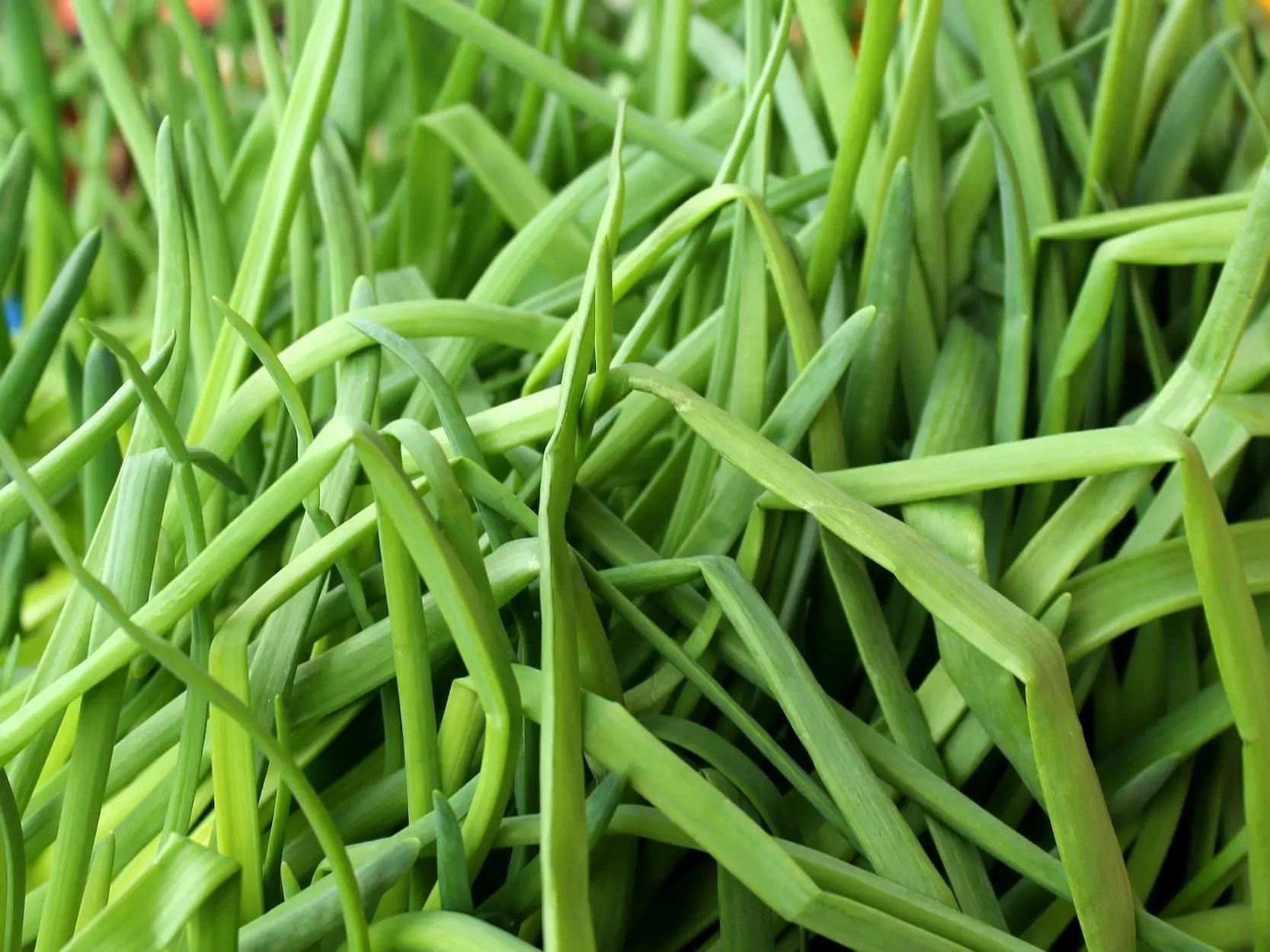 Chives