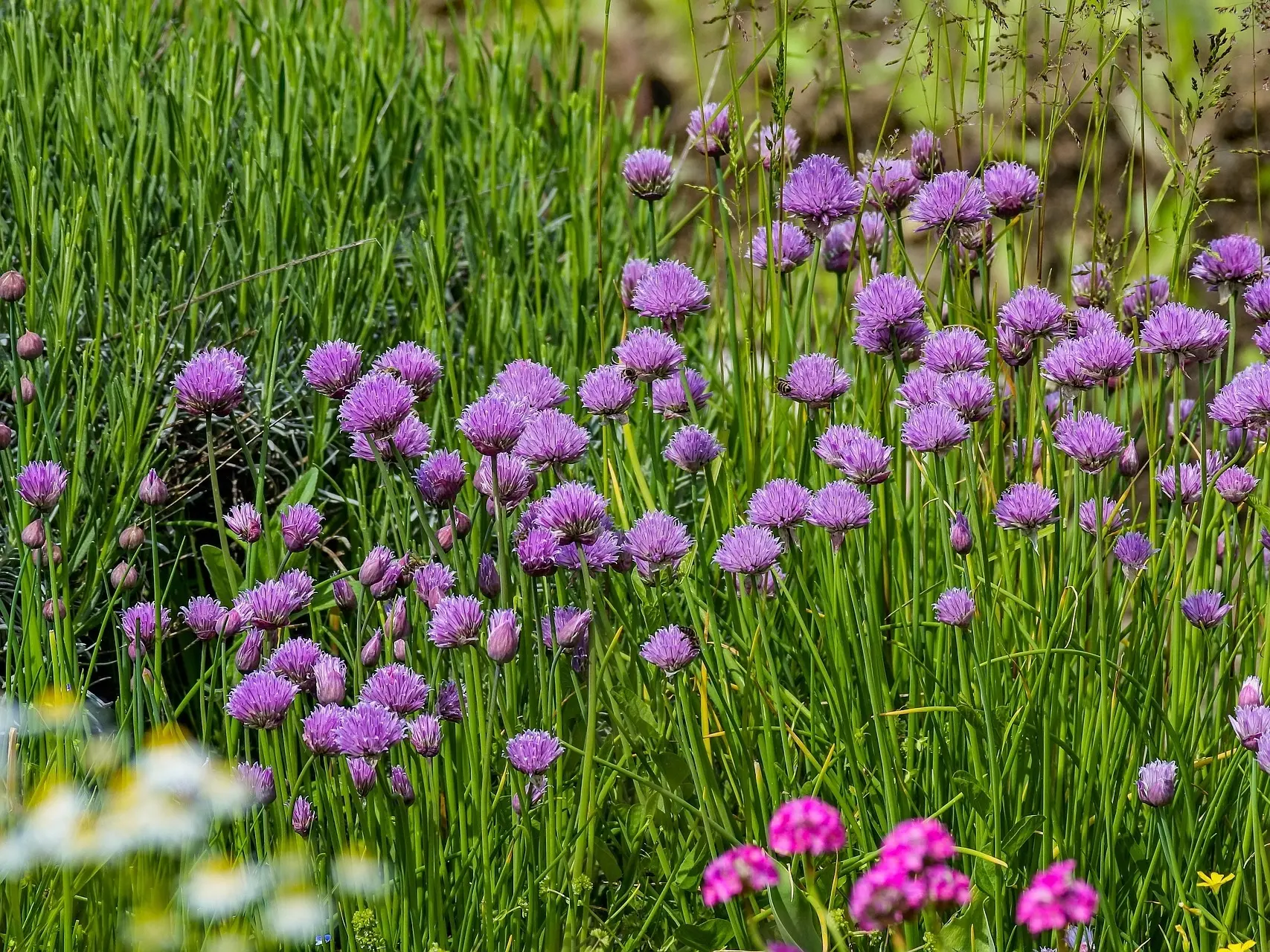 Chives