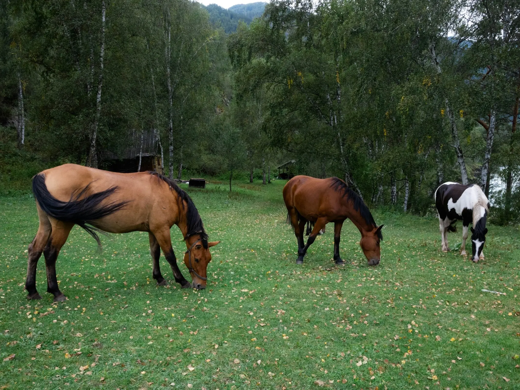 Altai Horse