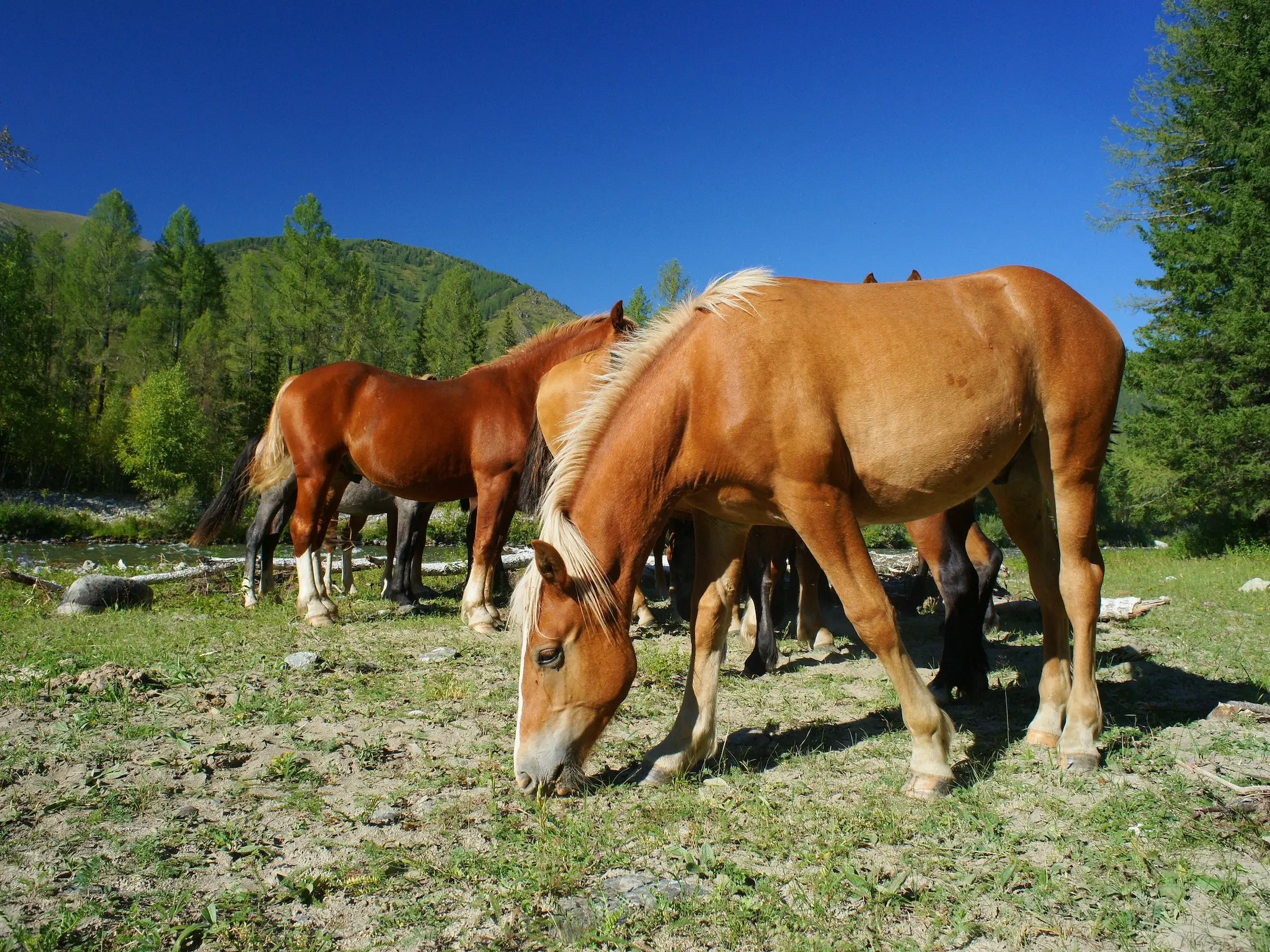 Altai Horse