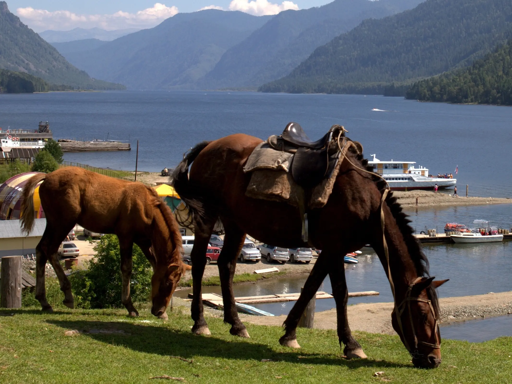 Altai Horse