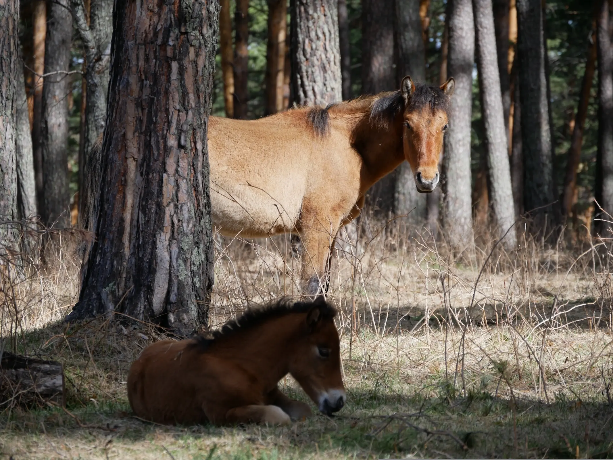 Altai Horse