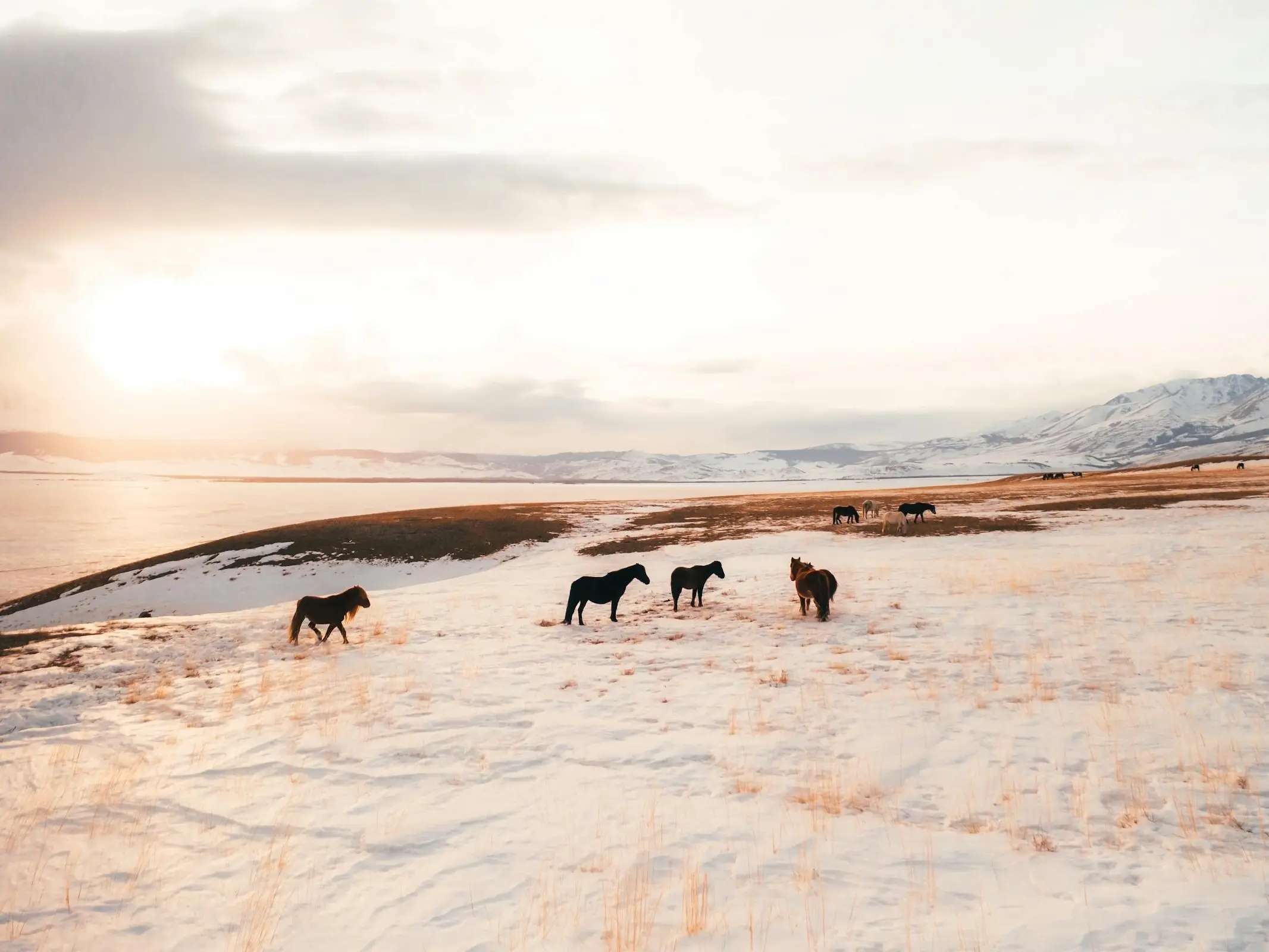 Altai herd running in the snow