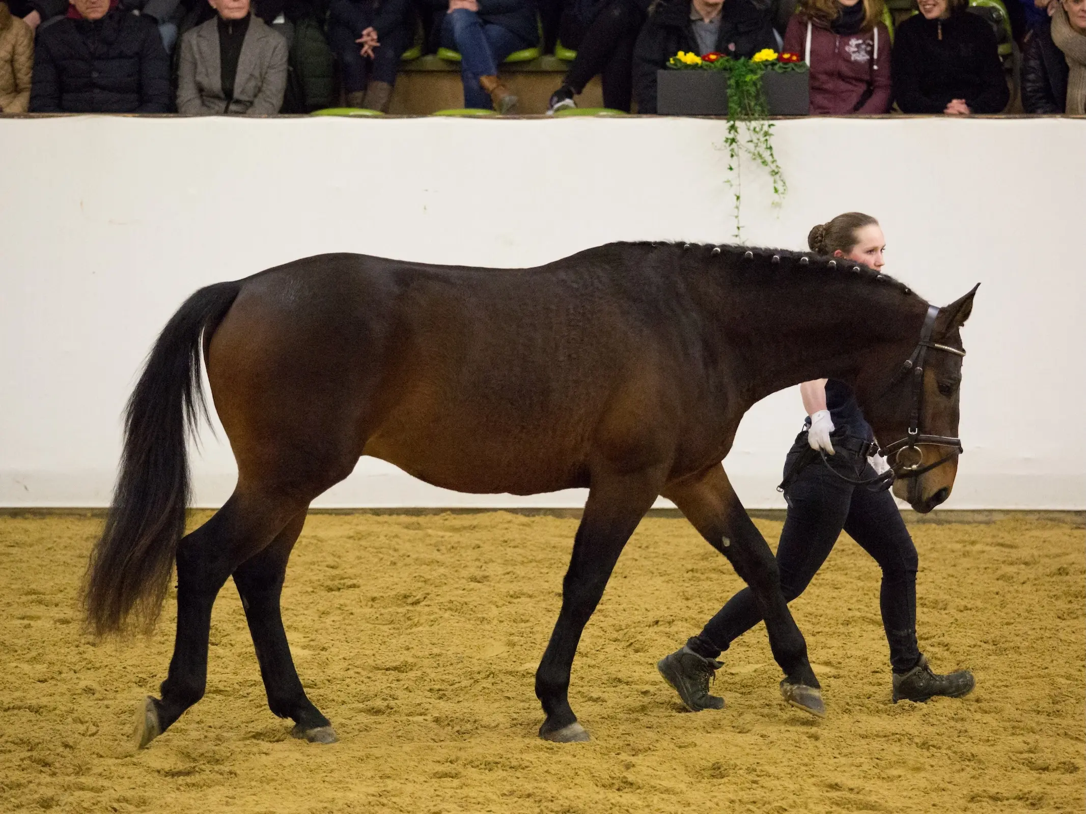 Altwurttemberg Horse