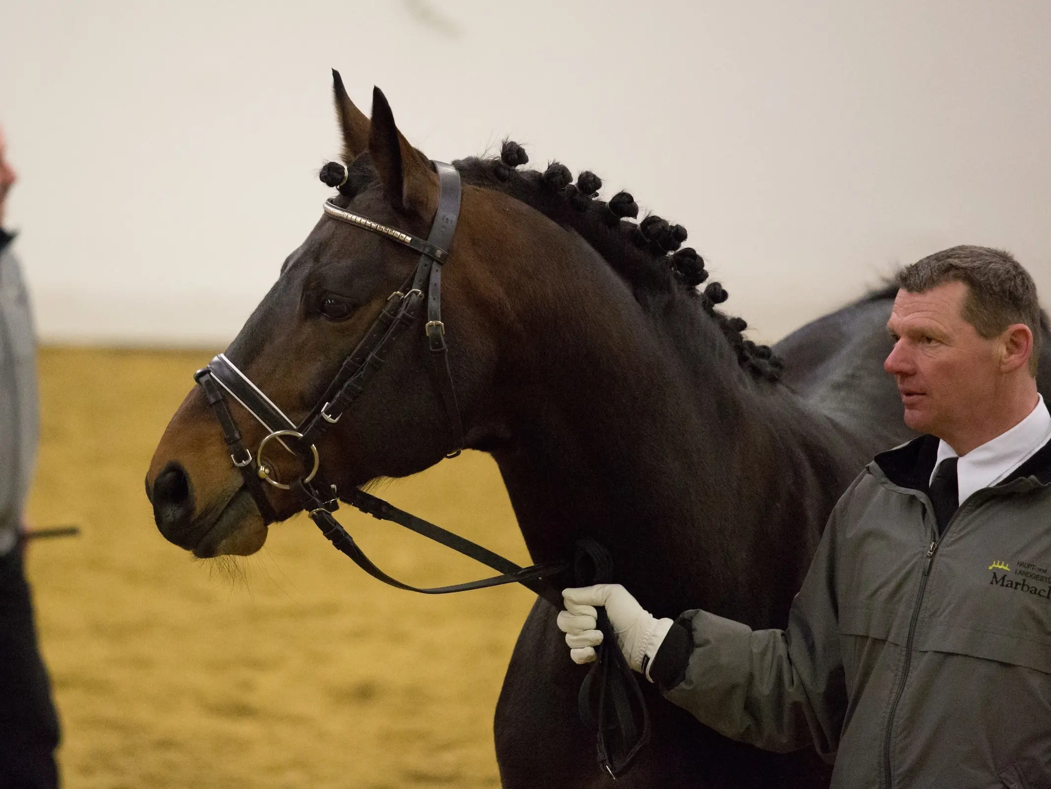 Altwurttemberg Horse