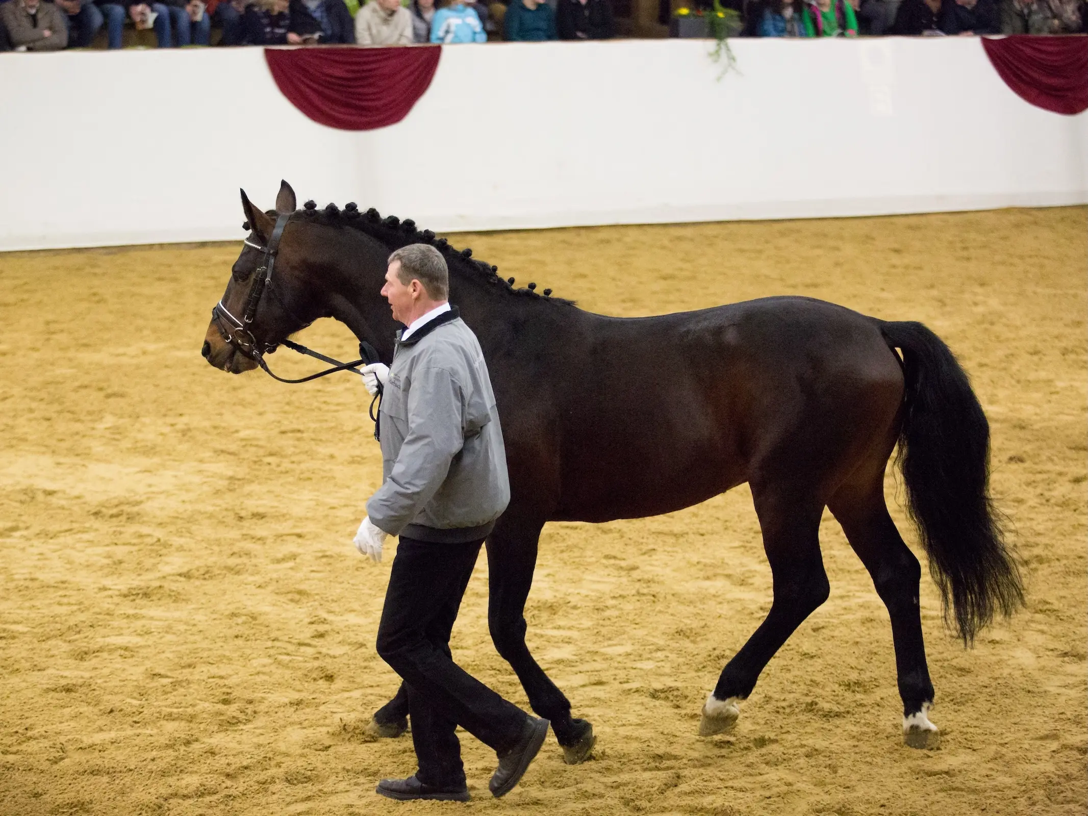 Altwurttemberg Horse