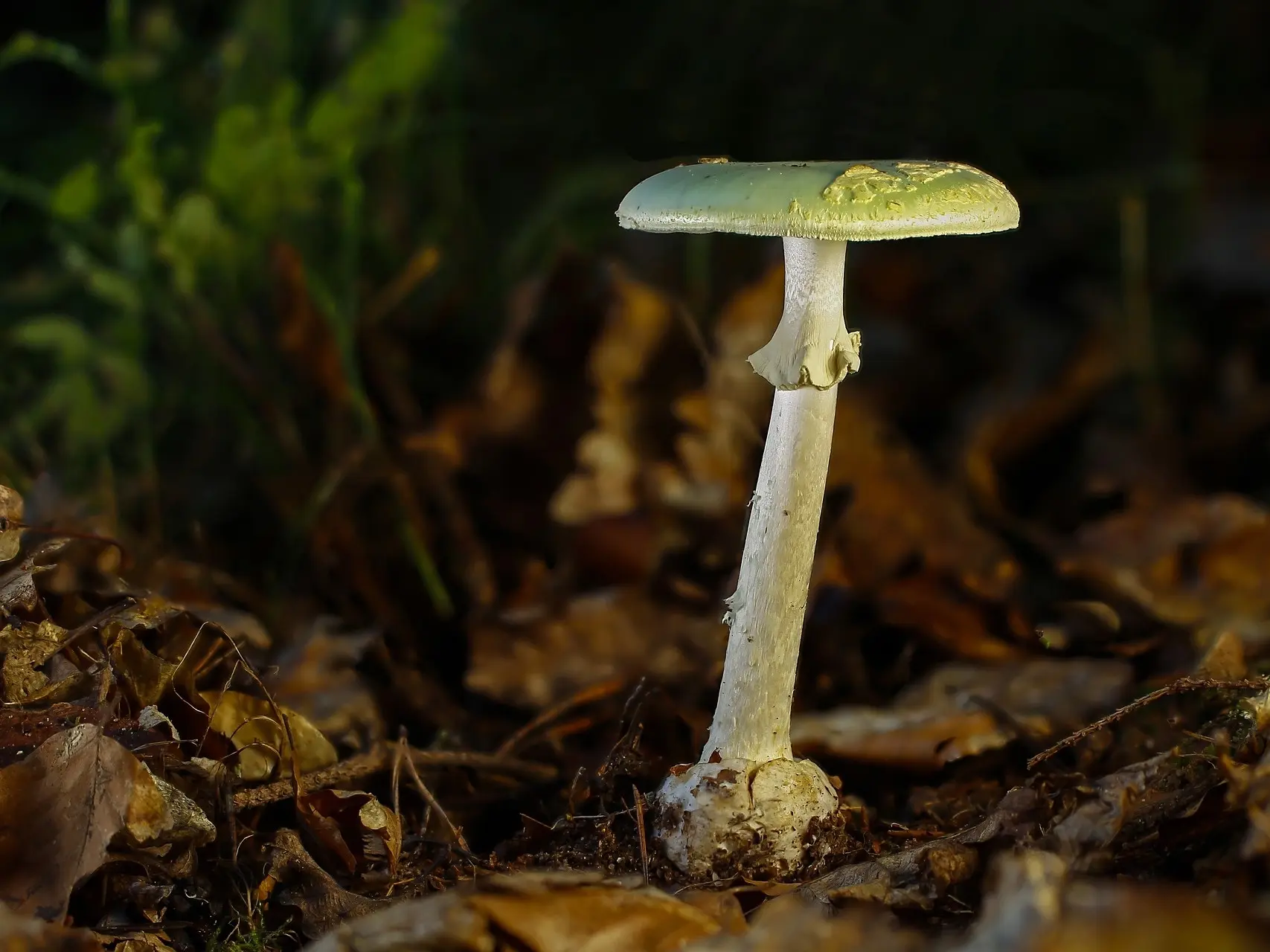 Destroying Angel Mushroom