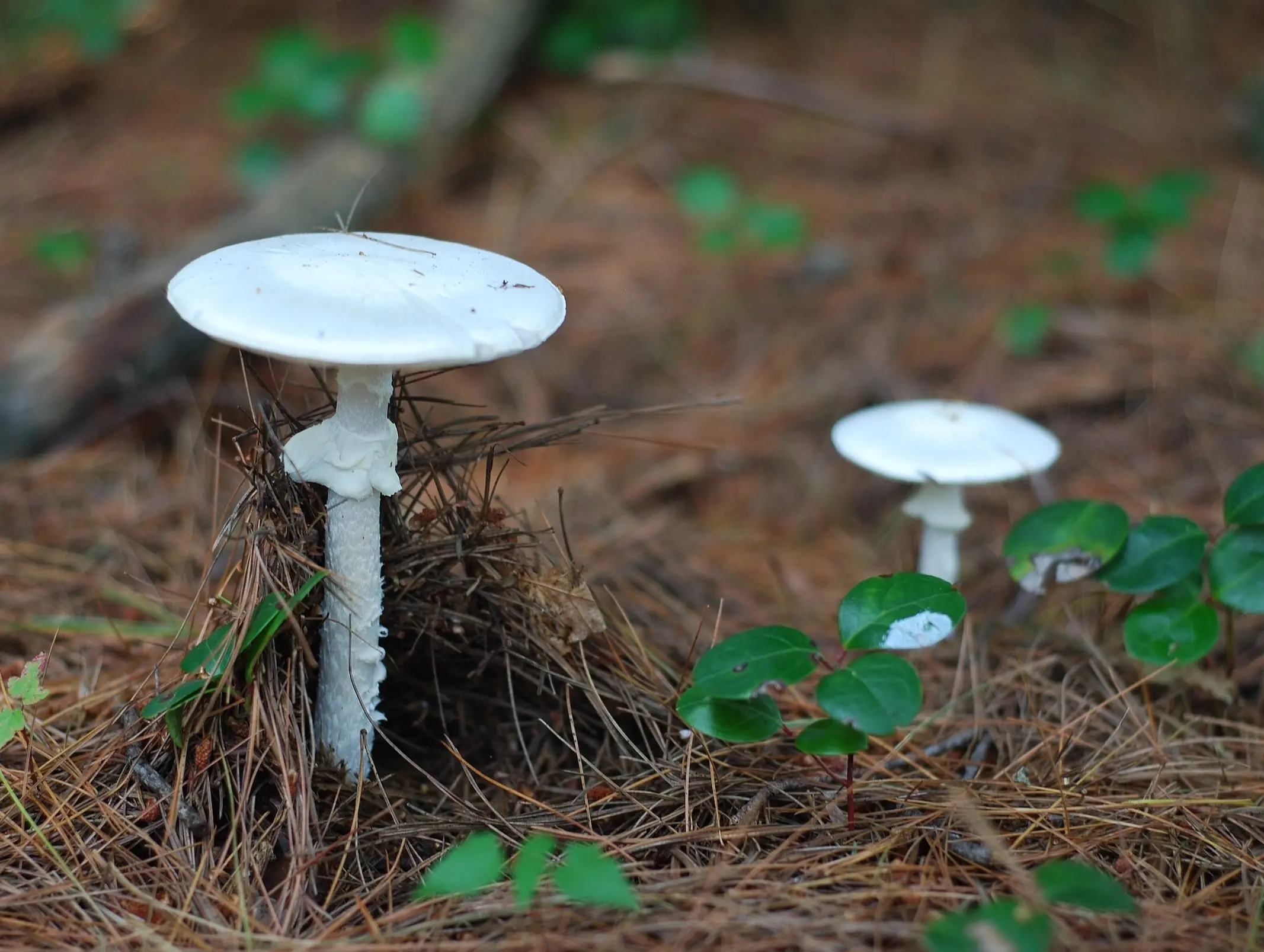 Destroying Angel Mushroom