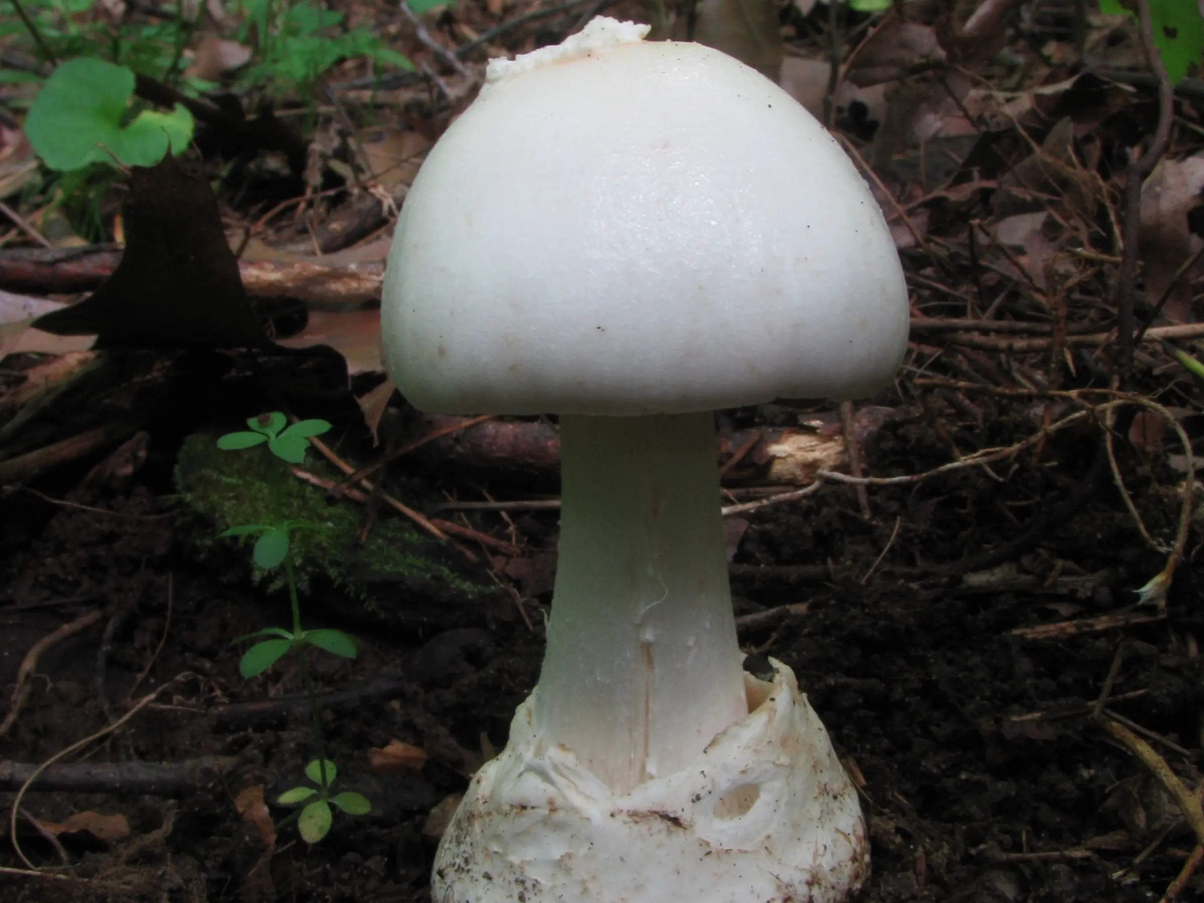 Destroying Angel Mushroom