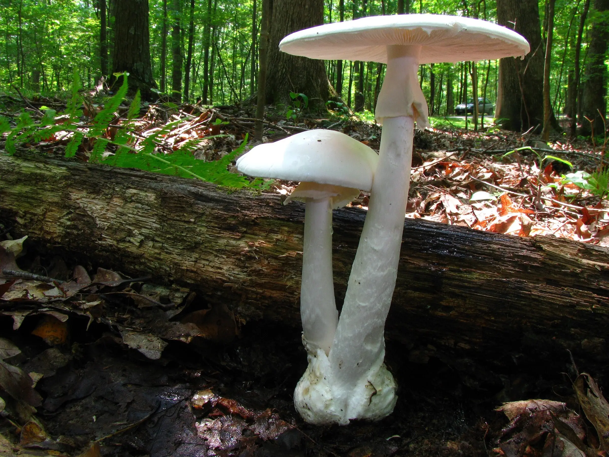 Destroying Angel Mushroom