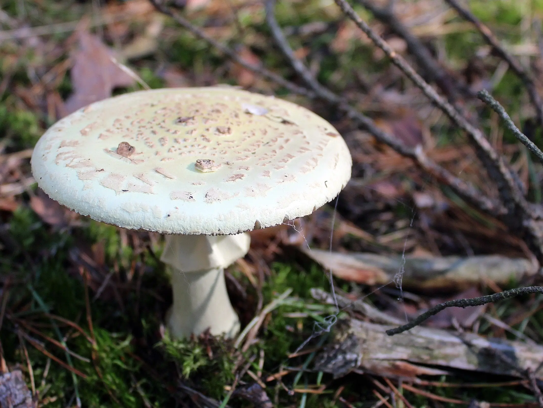 Death Cap Mushrooms