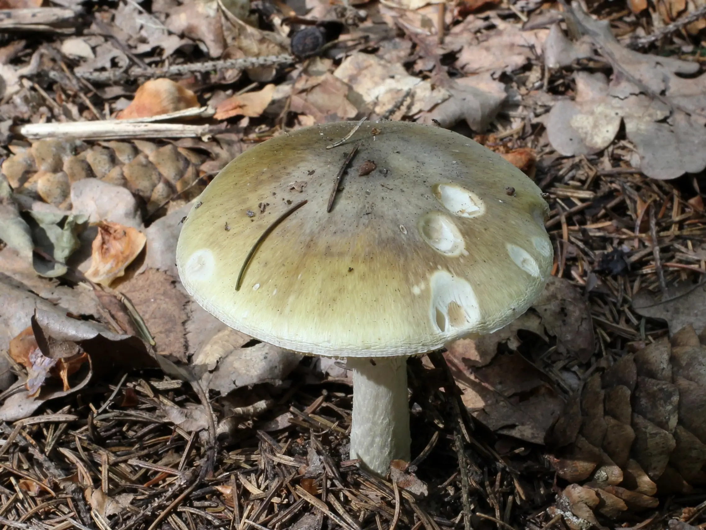 Death Cap Mushrooms