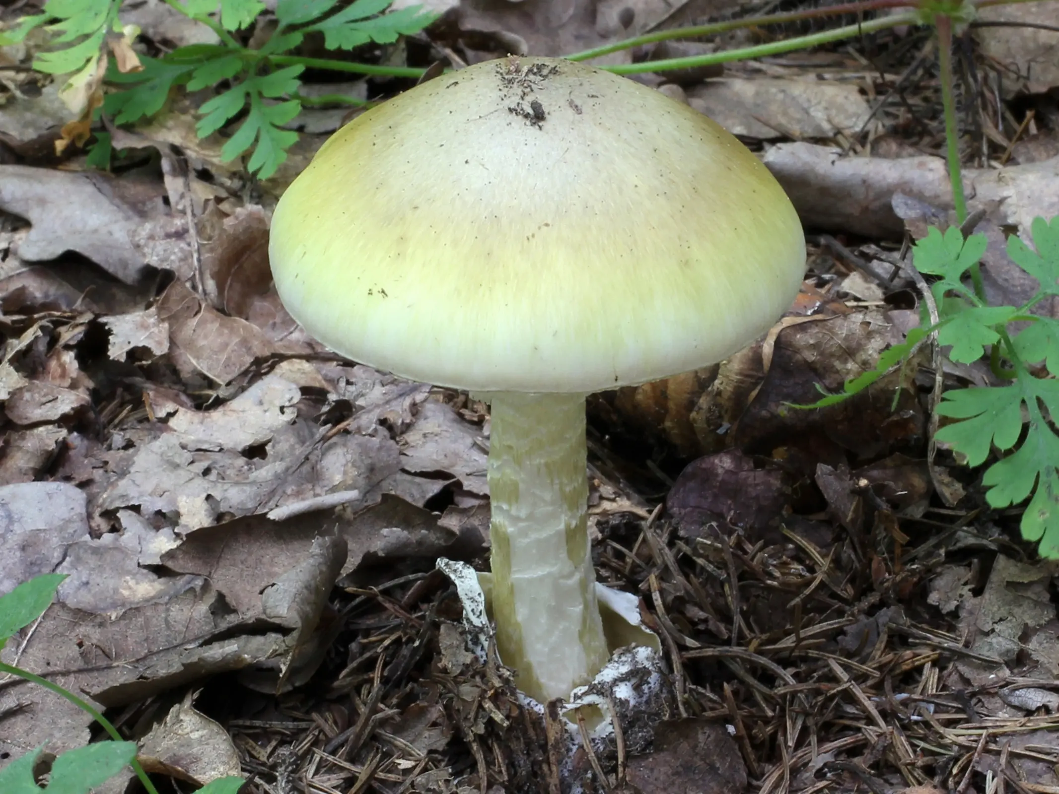 Death Cap Mushrooms