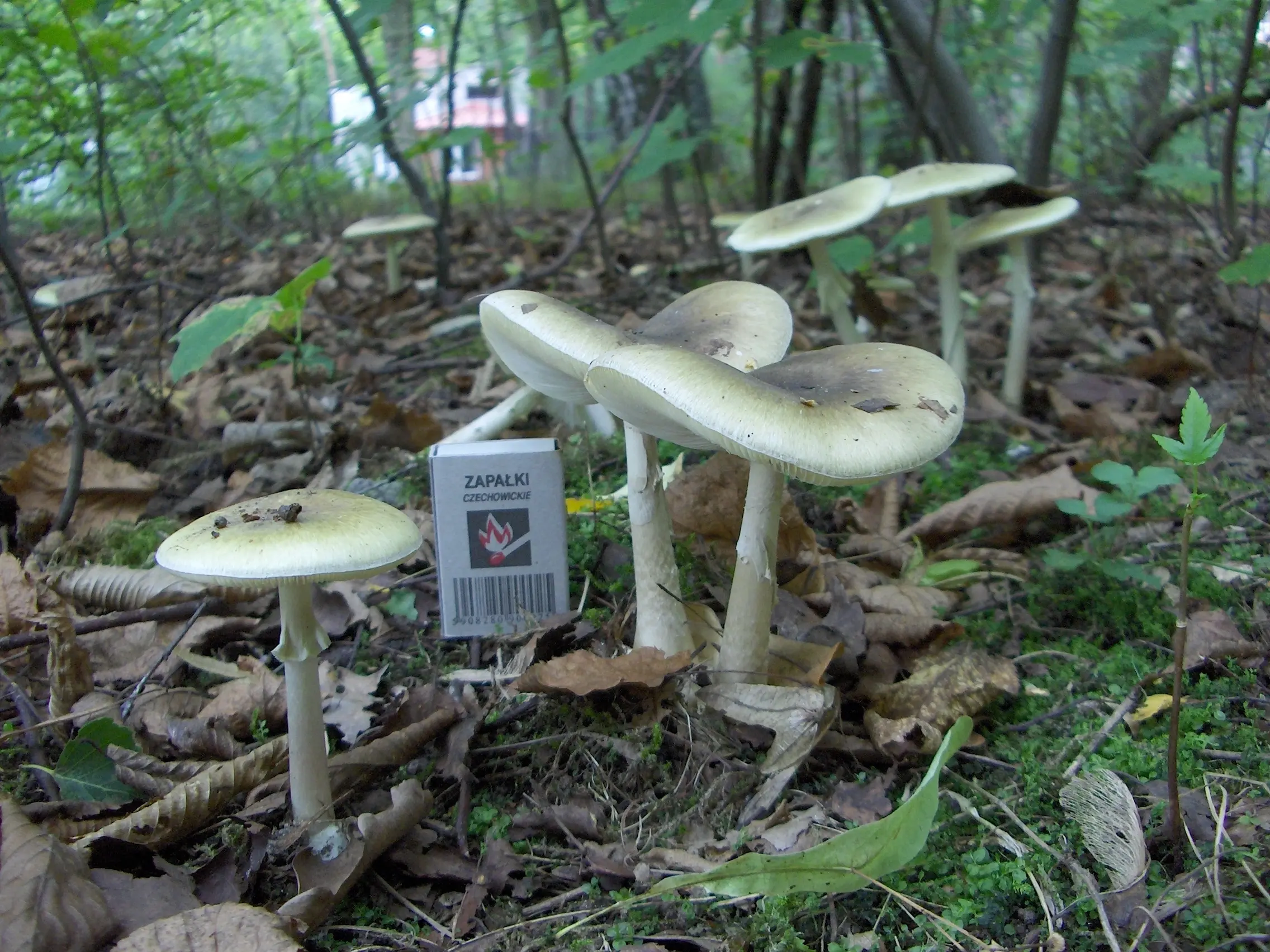 Death Cap Mushrooms