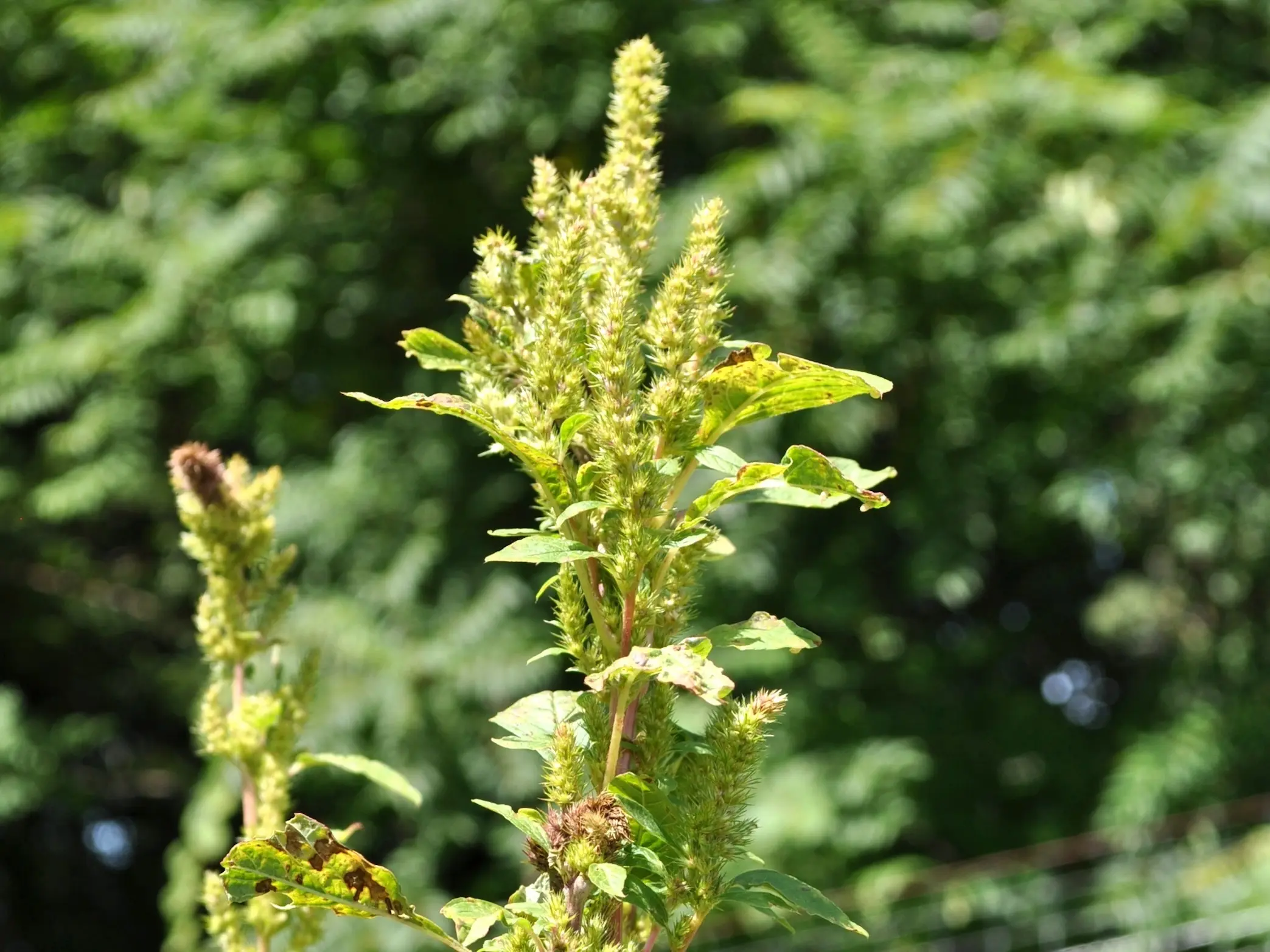 Pigweed