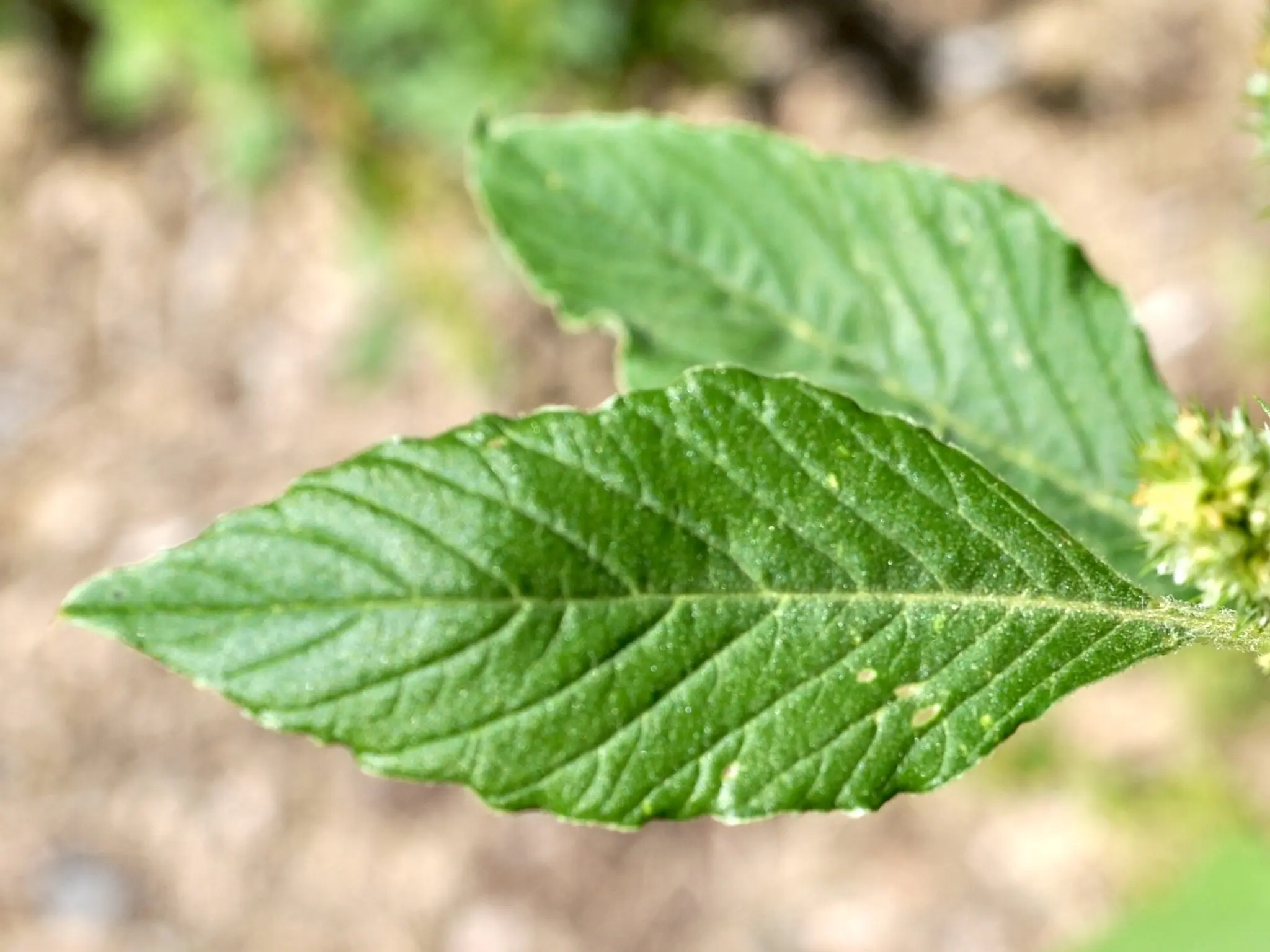 Pigweed