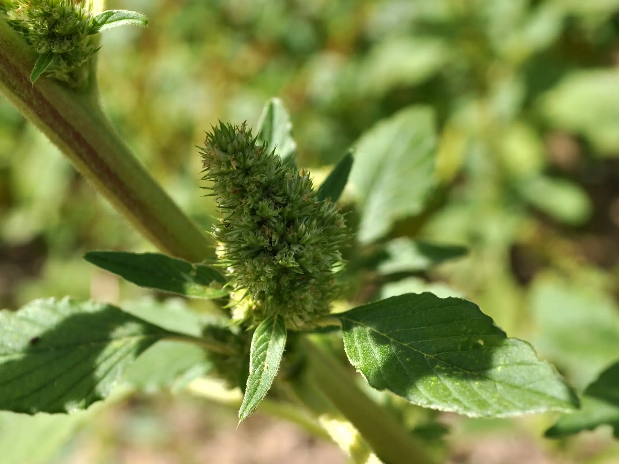 Pigweed