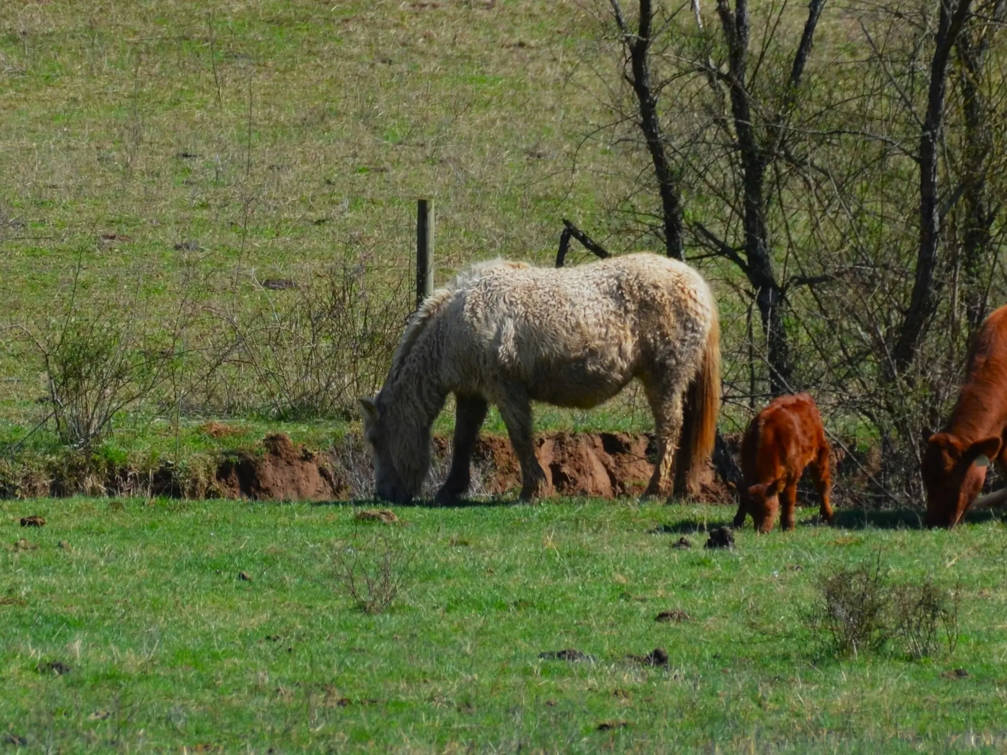 American Bashkir Horse