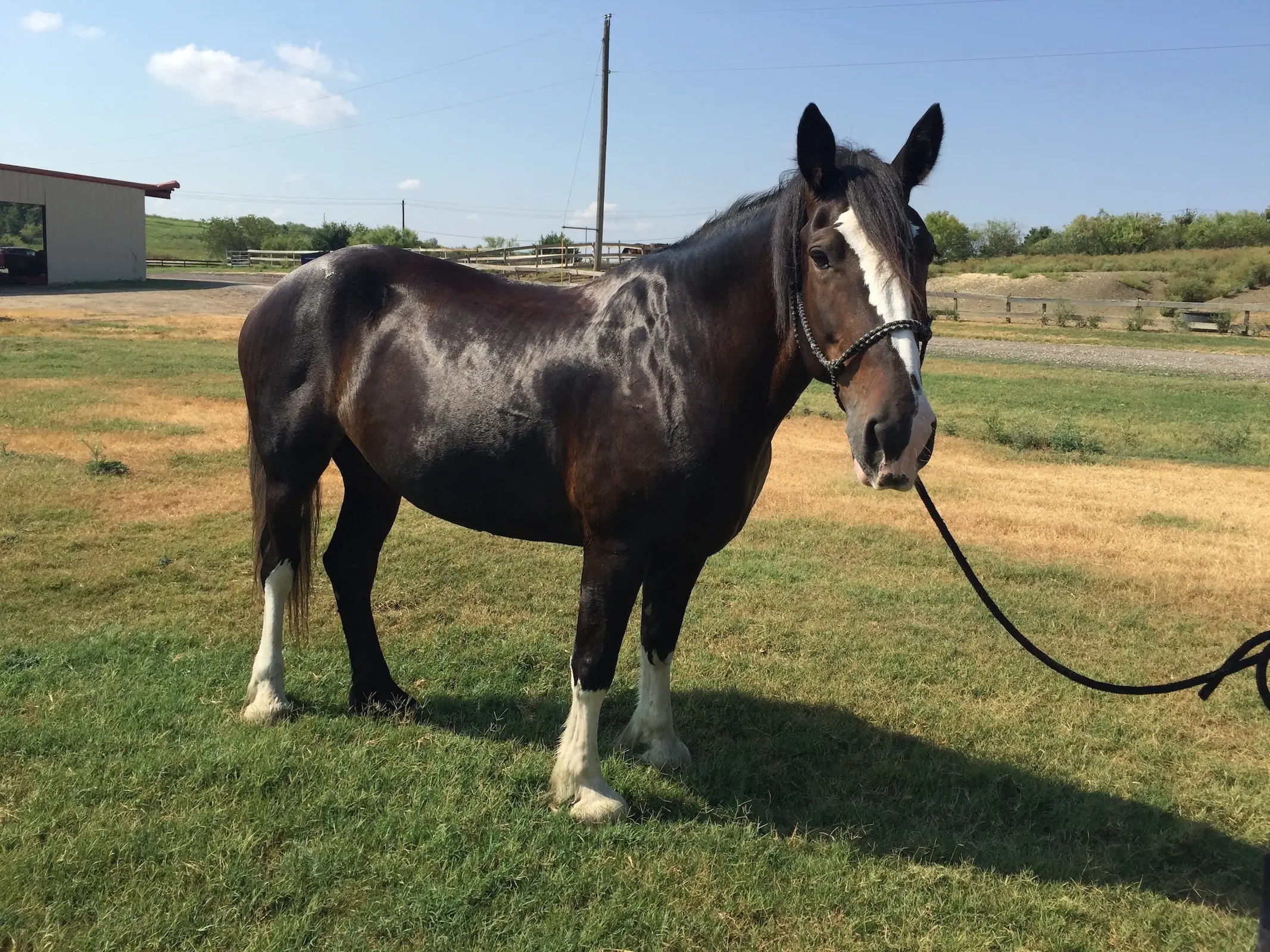 American Clydesdale Horse